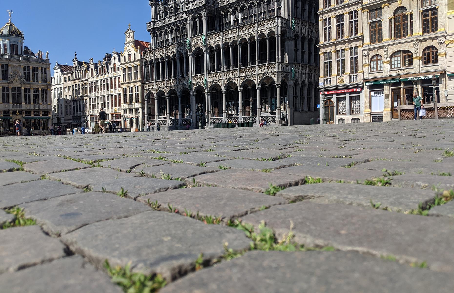 Grass sprouts in Brussels, Belgium