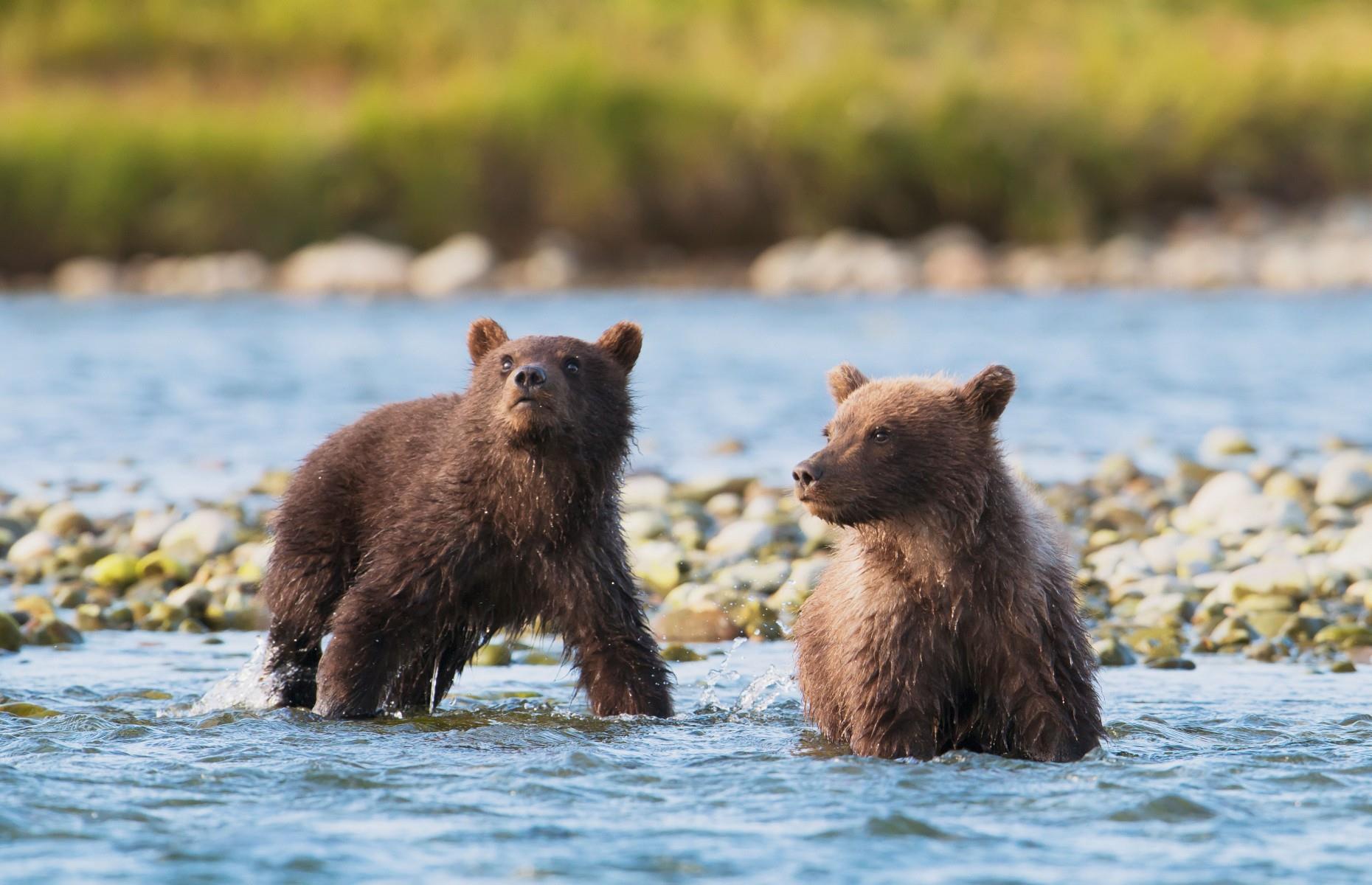 McNeil River Sanctuary, McNeil River State Game Sanctuary, Alaska