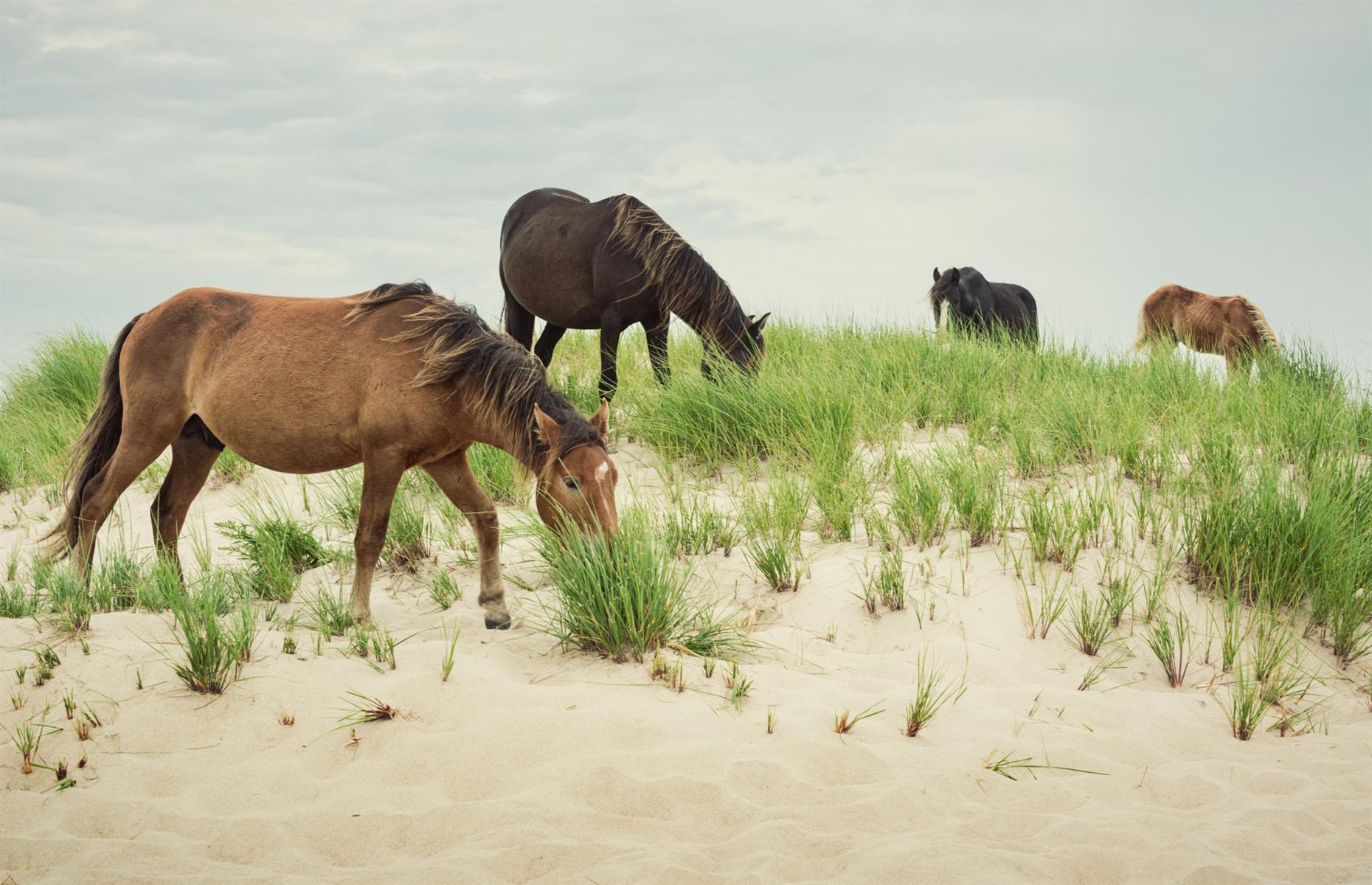 Sable Island National Park Reserve, Nova Scotia