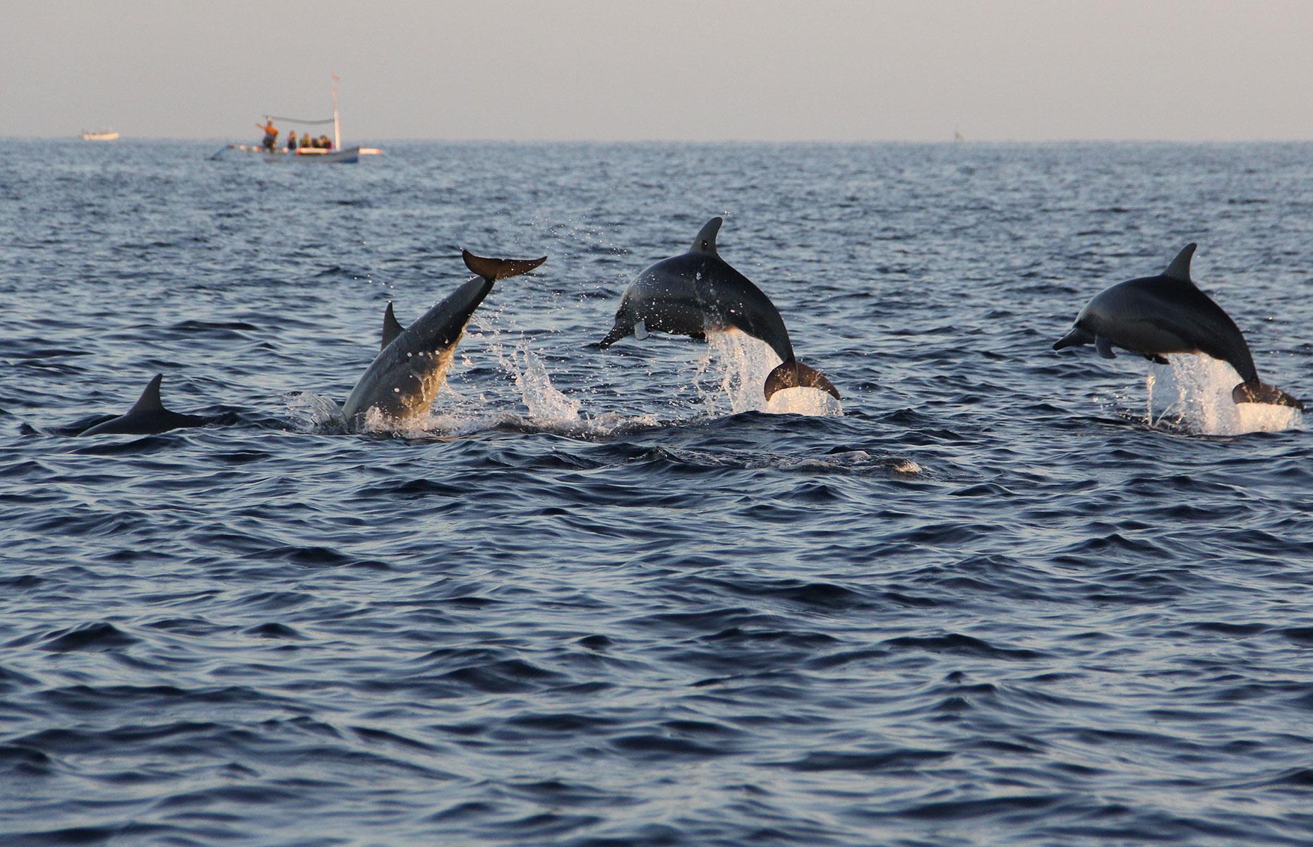 Ex-circus dolphins finally swim free