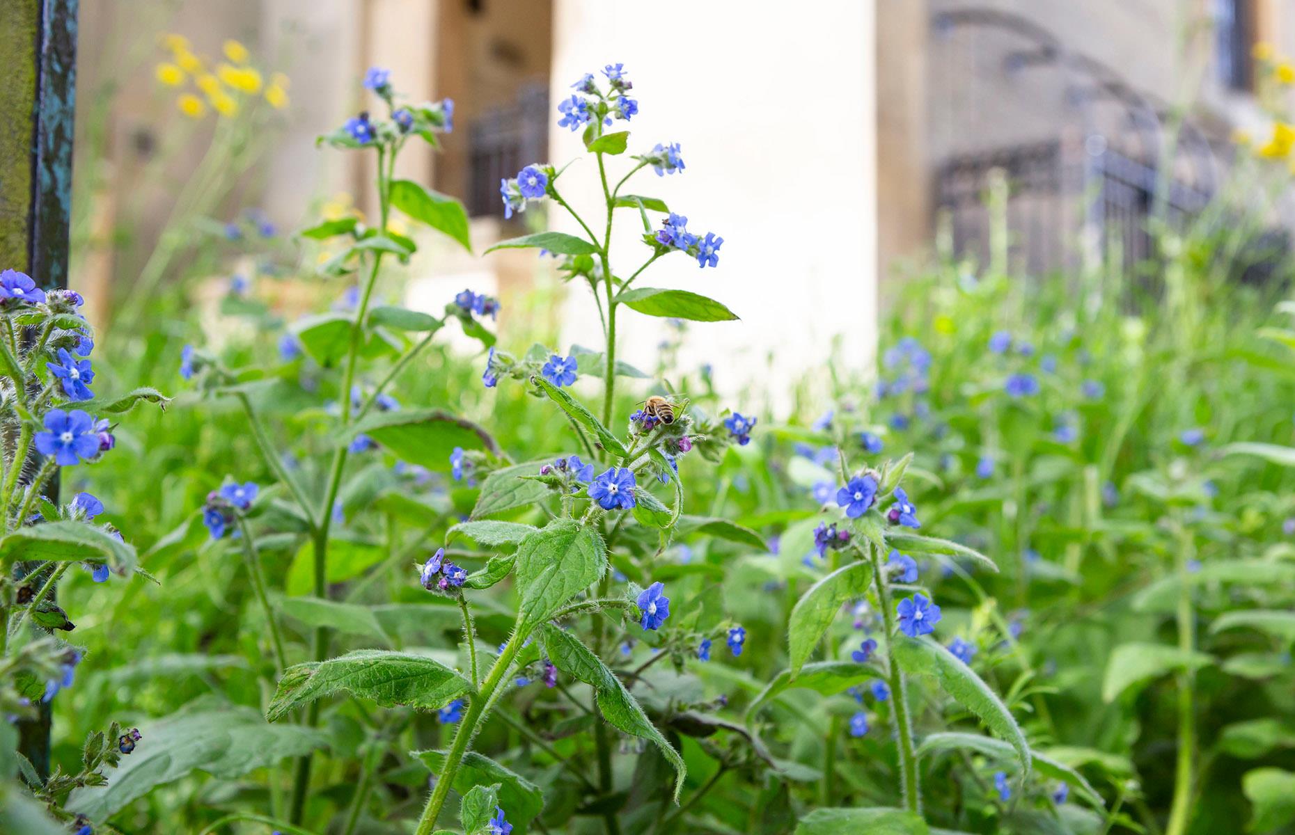 Green alkanet: what can go wrong