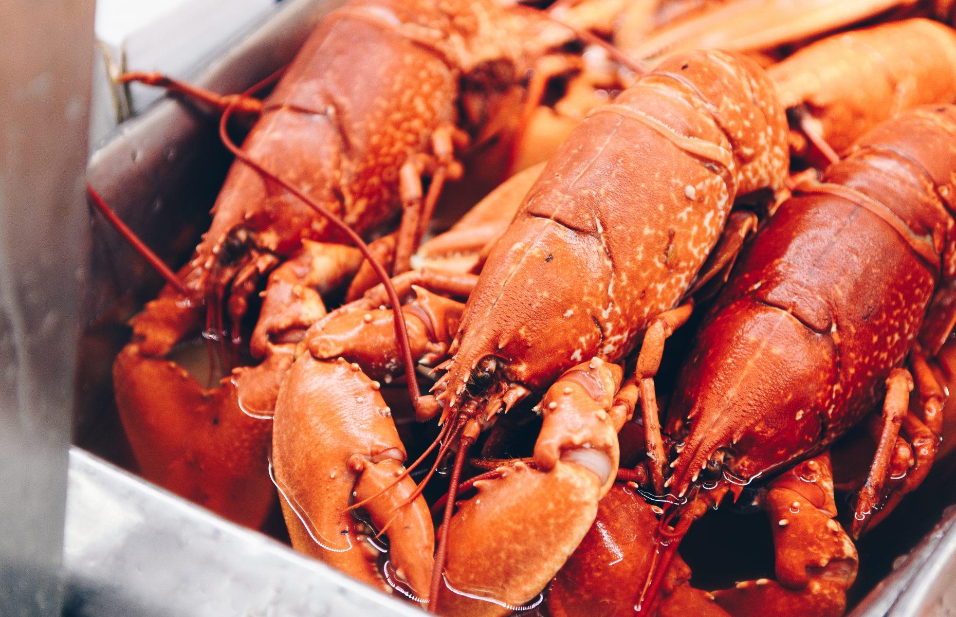 Lobsters were used as fertiliser