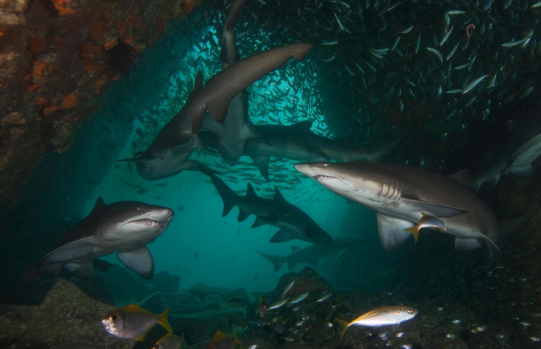 Sand tigers, Australia