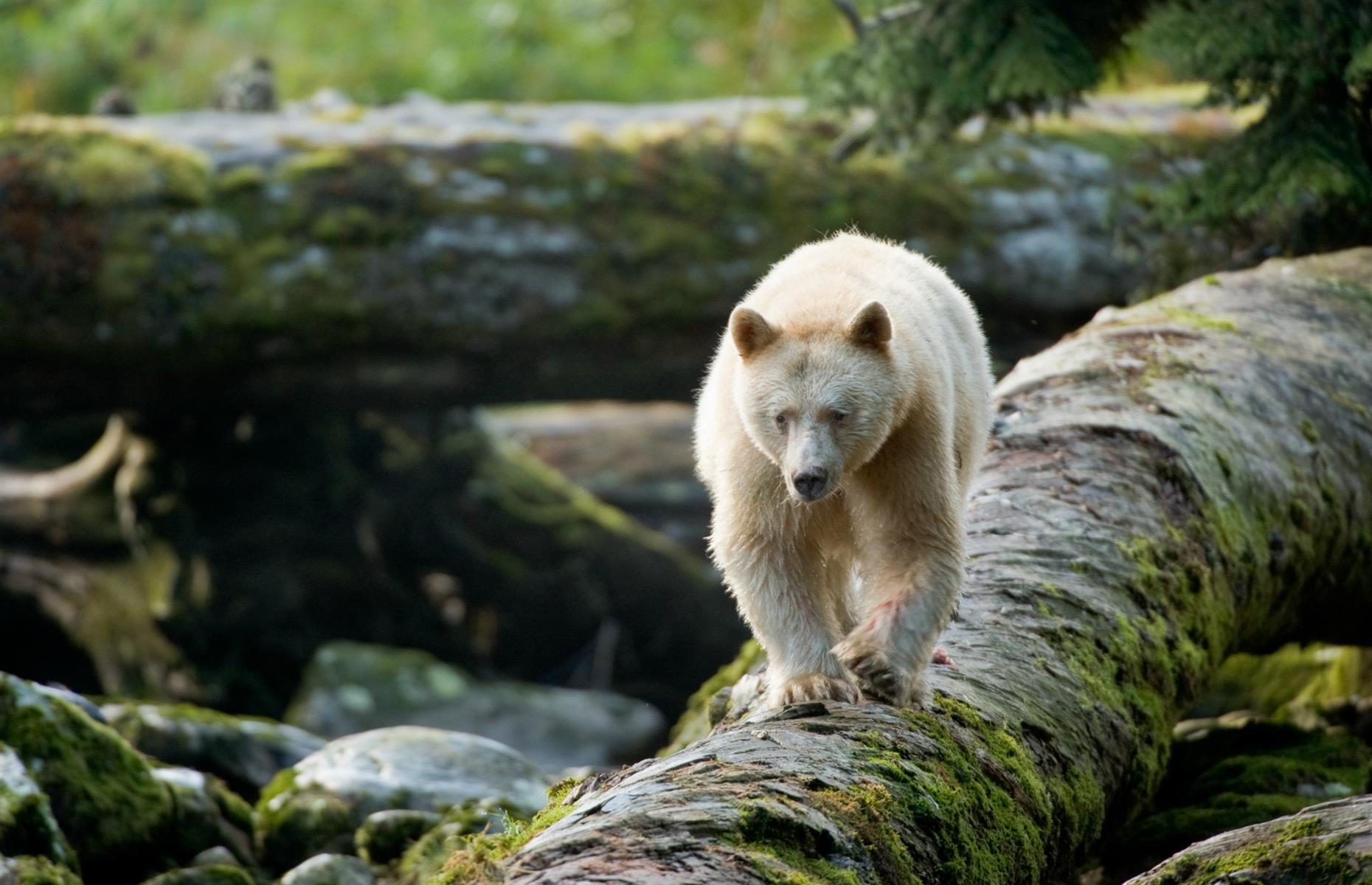 Great Bear Rainforest, British Columbia