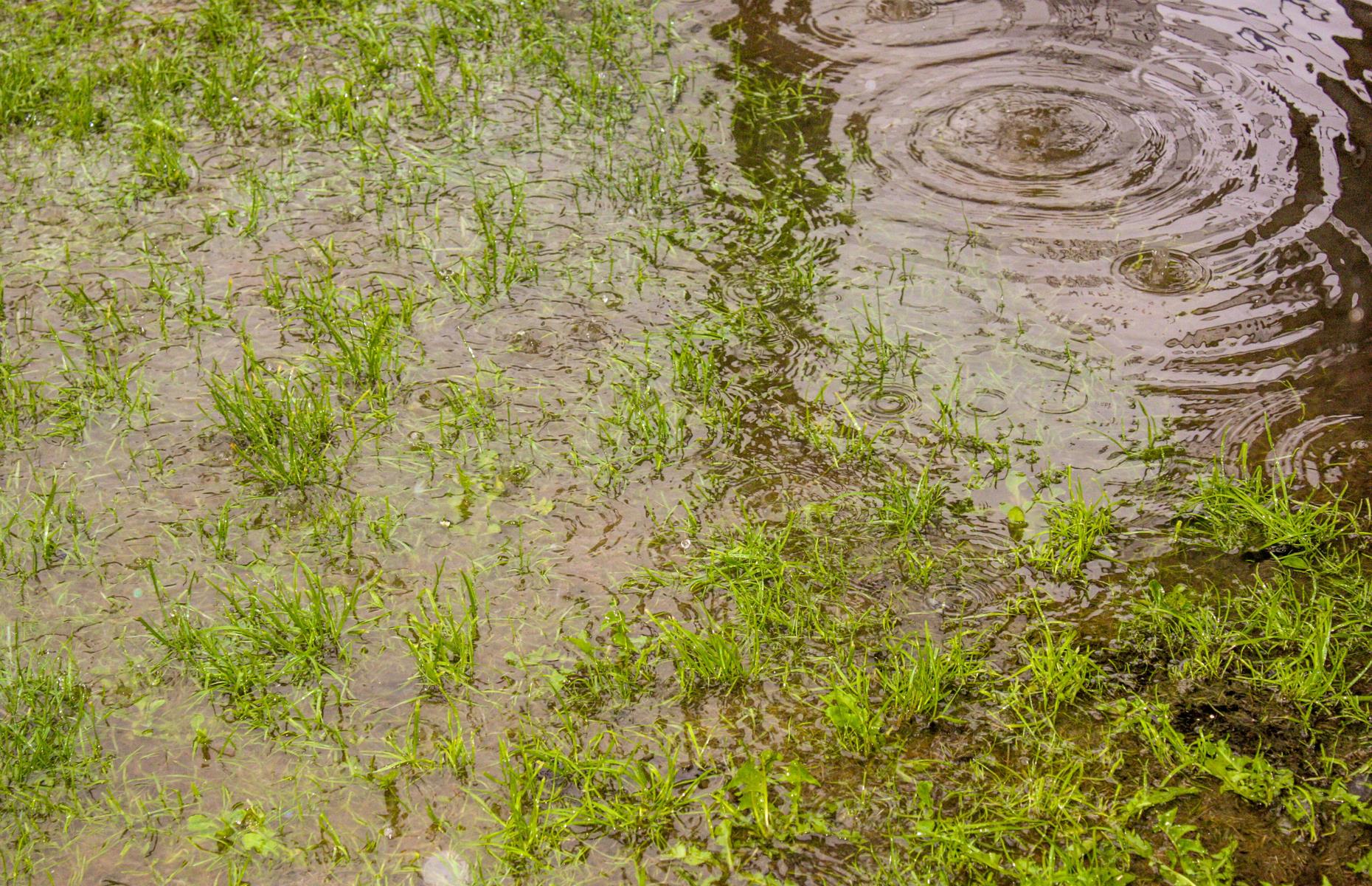 Waterlogging: symptoms