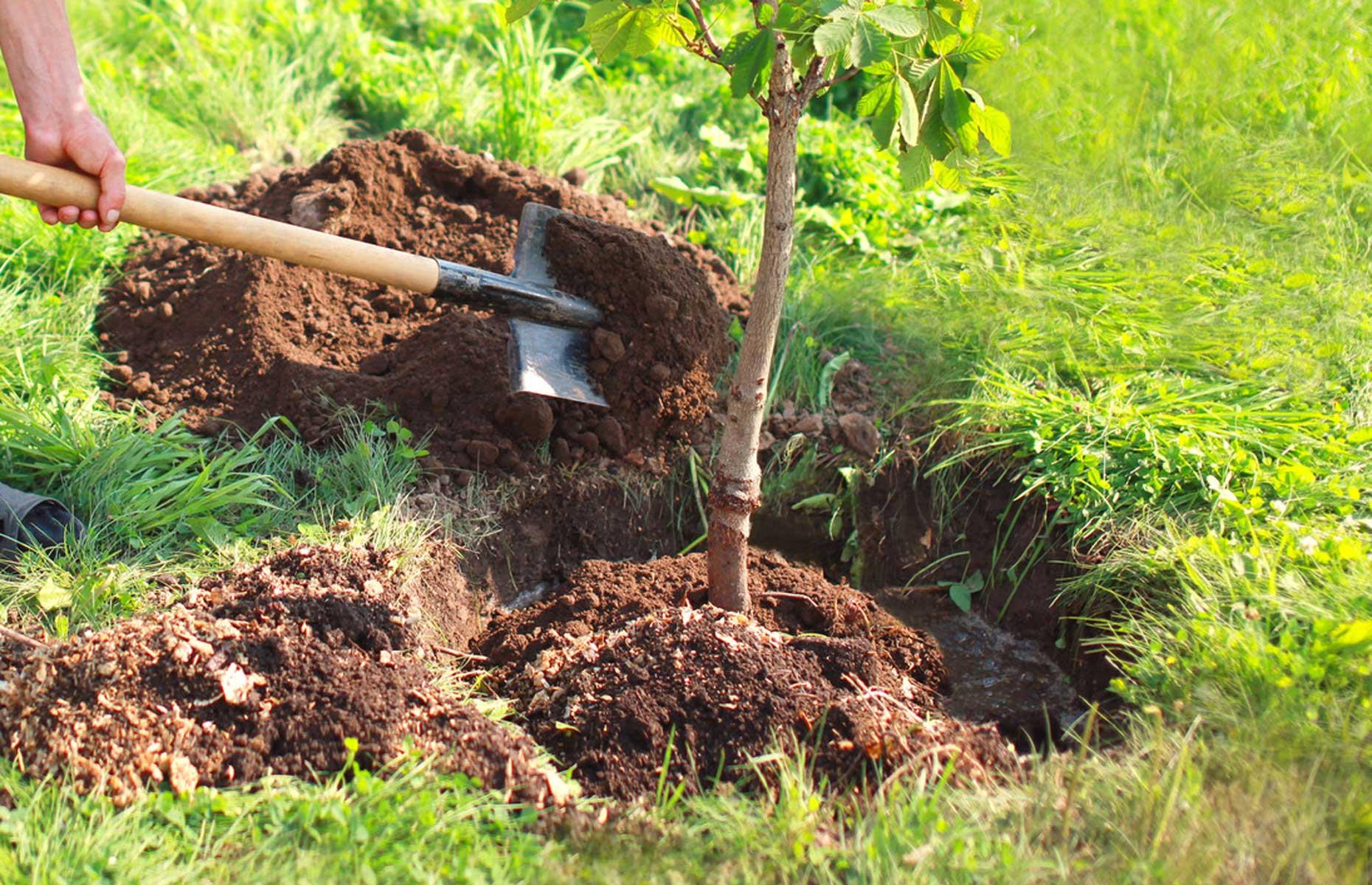 Planting trees incorrectly