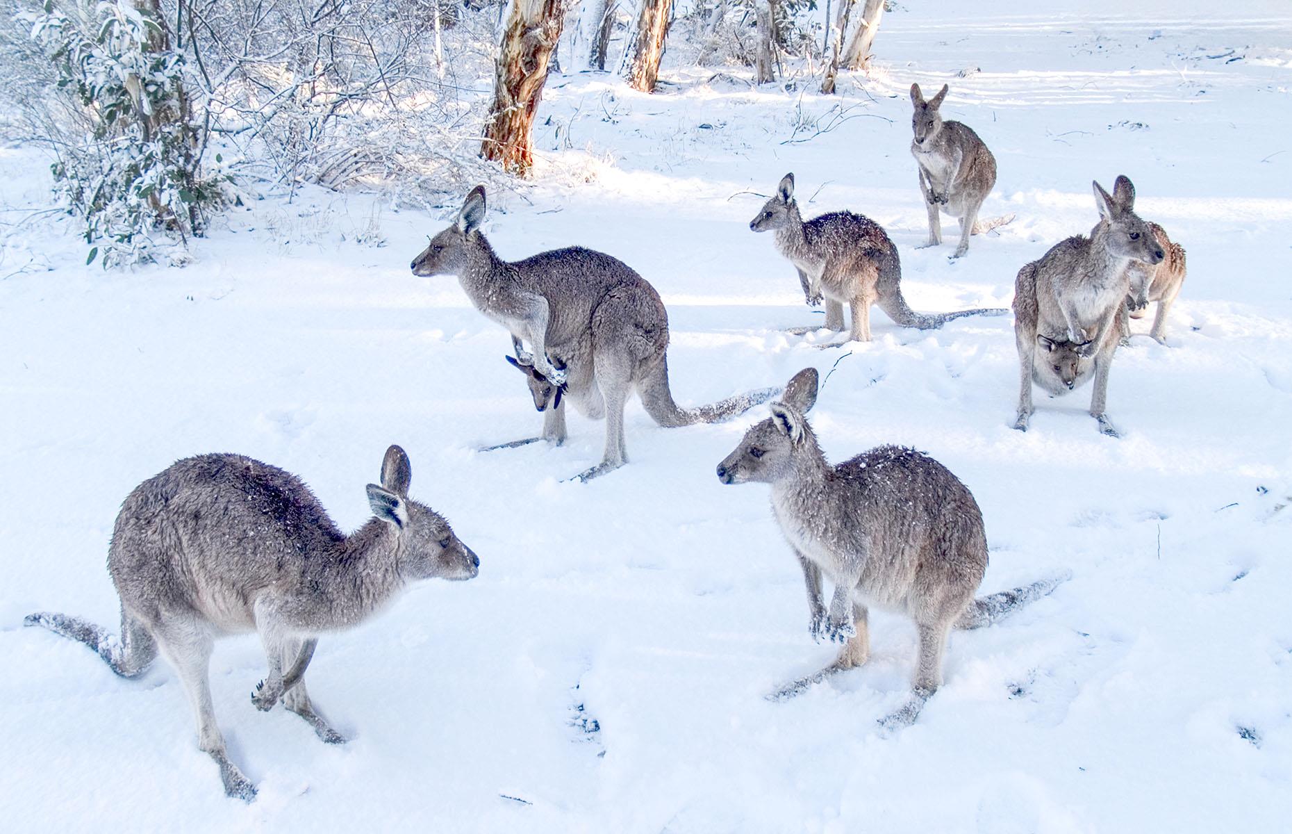It has snowed in the outback – and in the tropics too