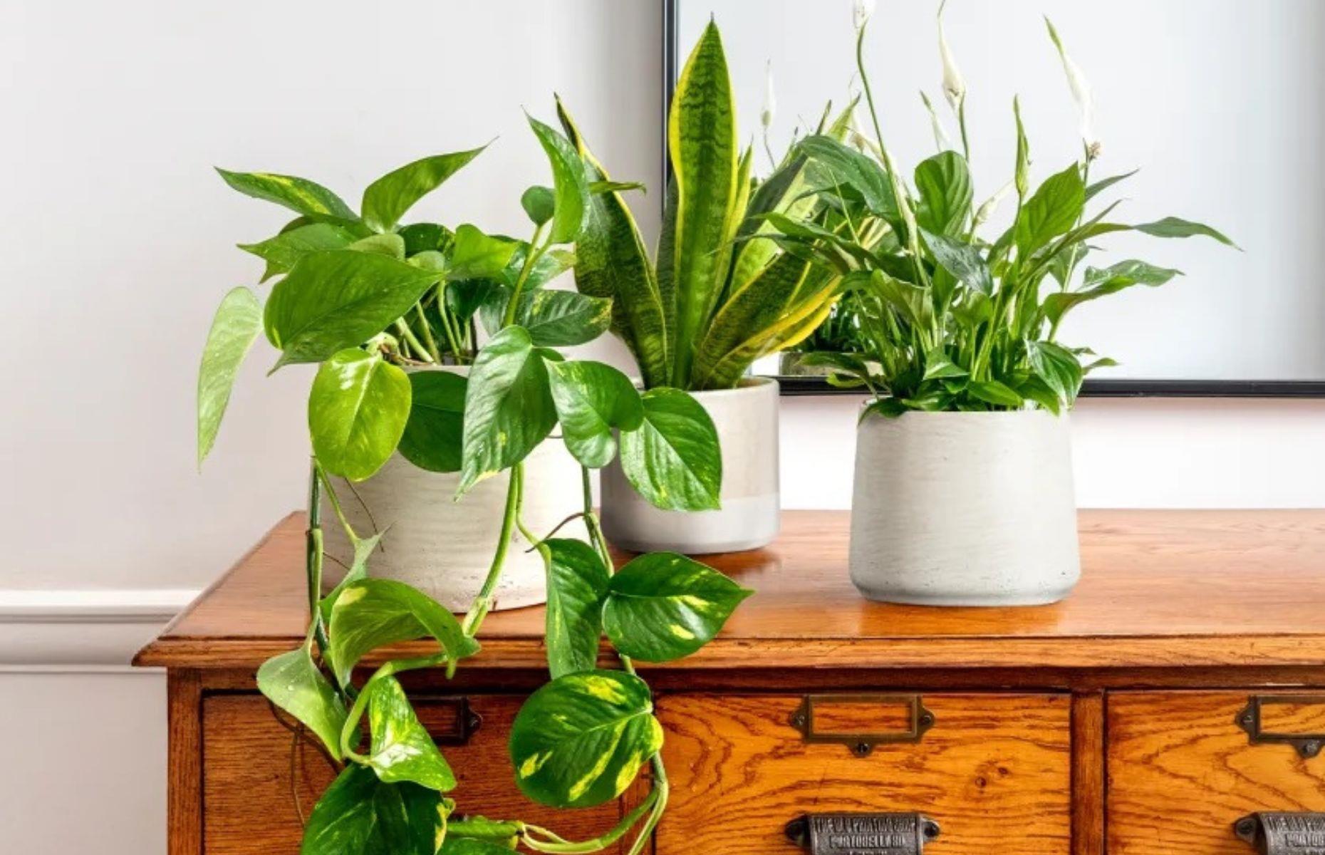 Add some greenery