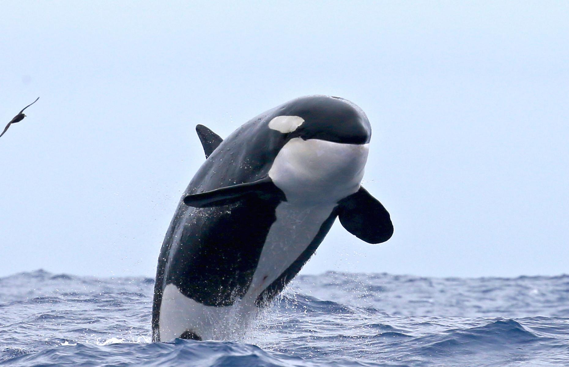 12. Spot orcas in the Southern Ocean, Bremer Bay, Western Australia