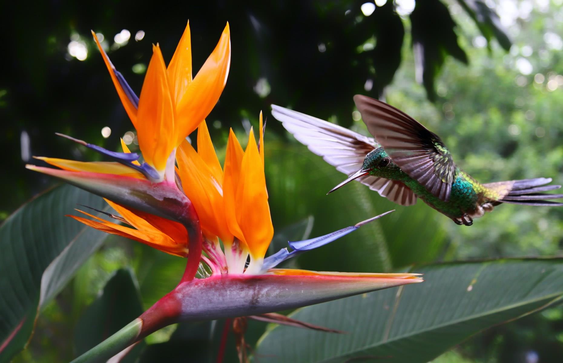 Trinidad and Tobago: to discover creole heritage