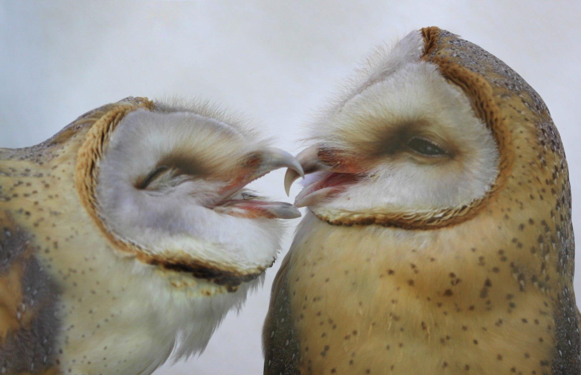 A pair of affectionate owls