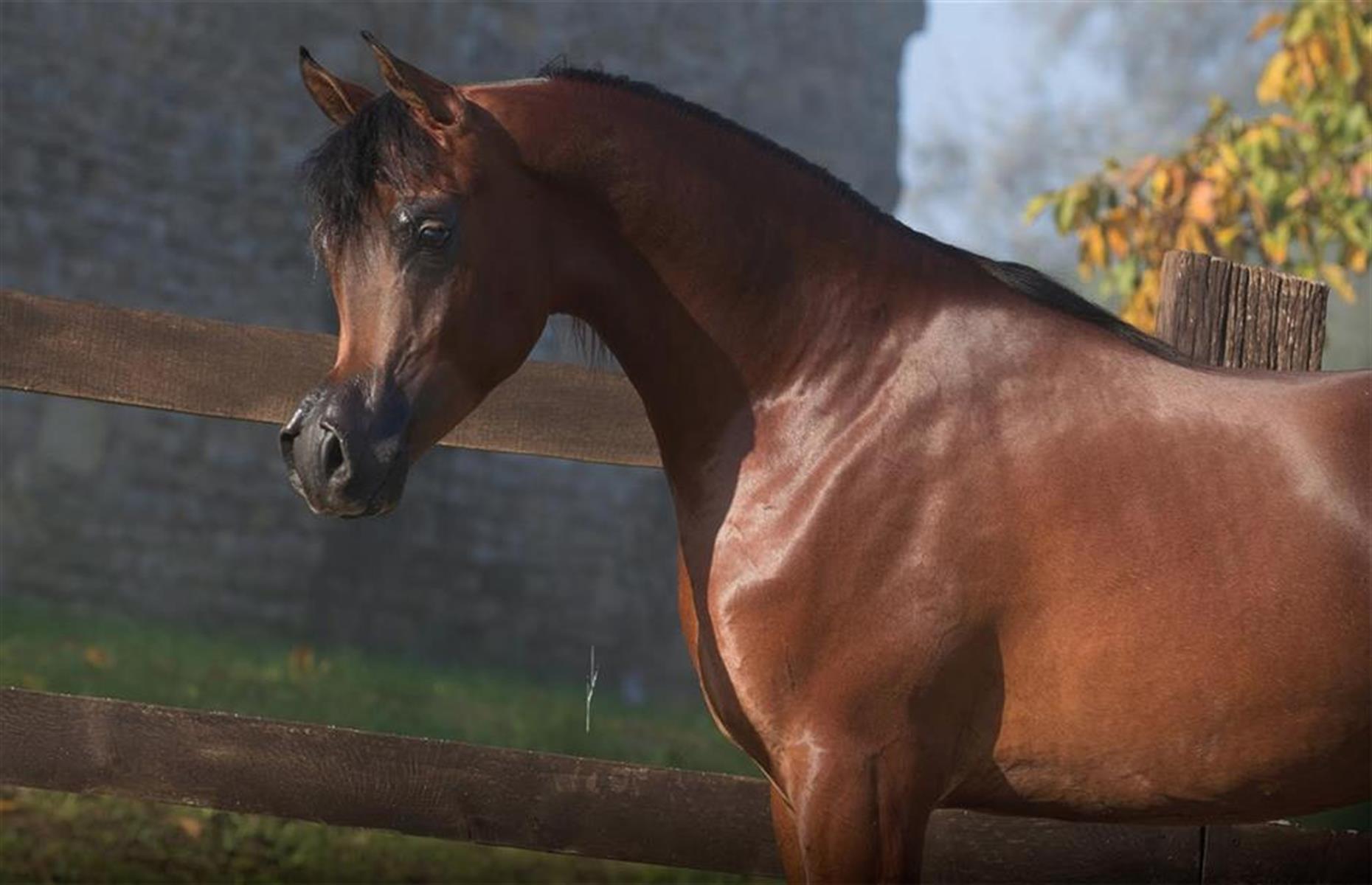 El Rey Magnum le pur-sang arabe, plusieurs millions d'euros