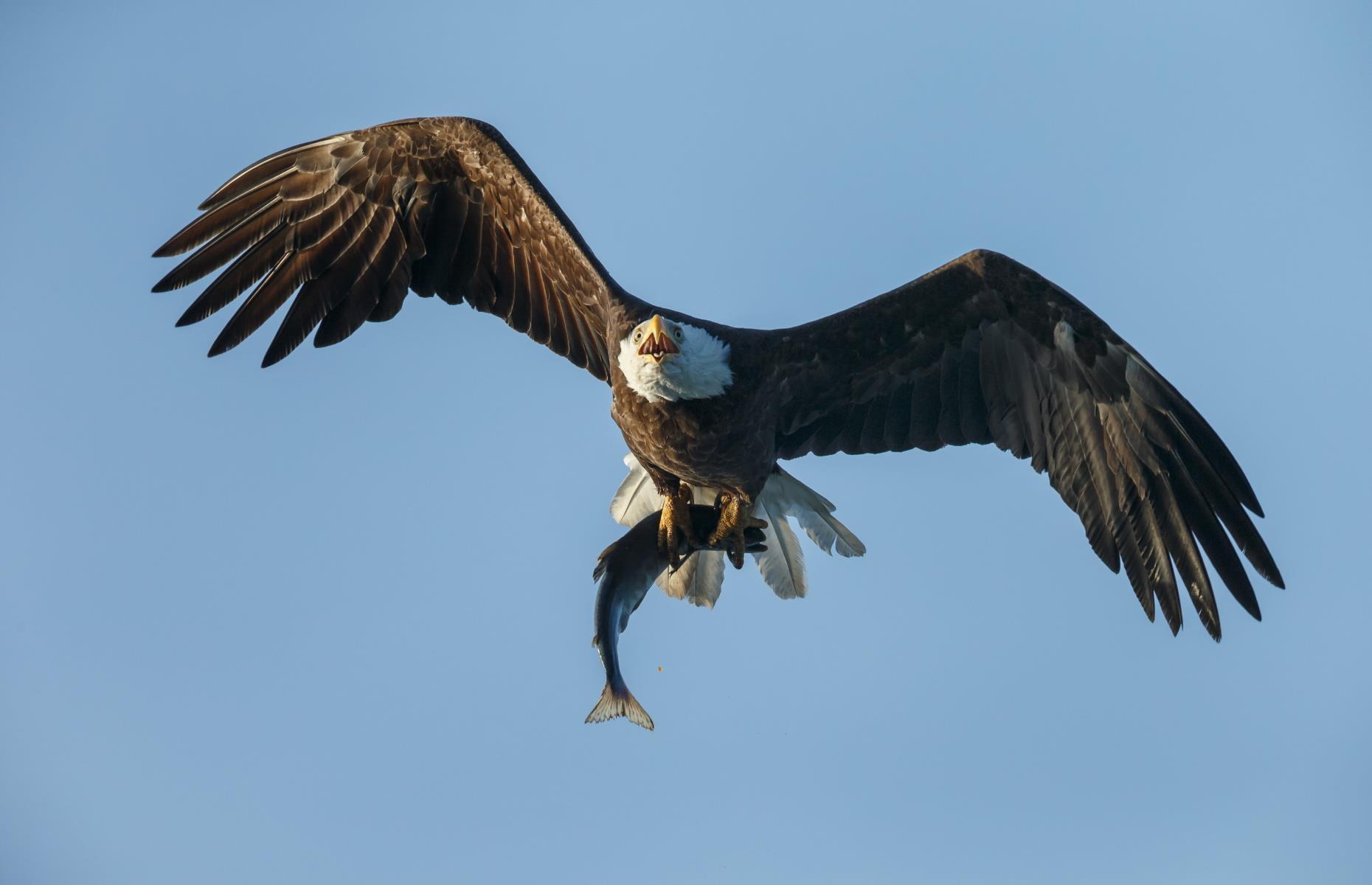 Catch the salmon run, various, British Columbia