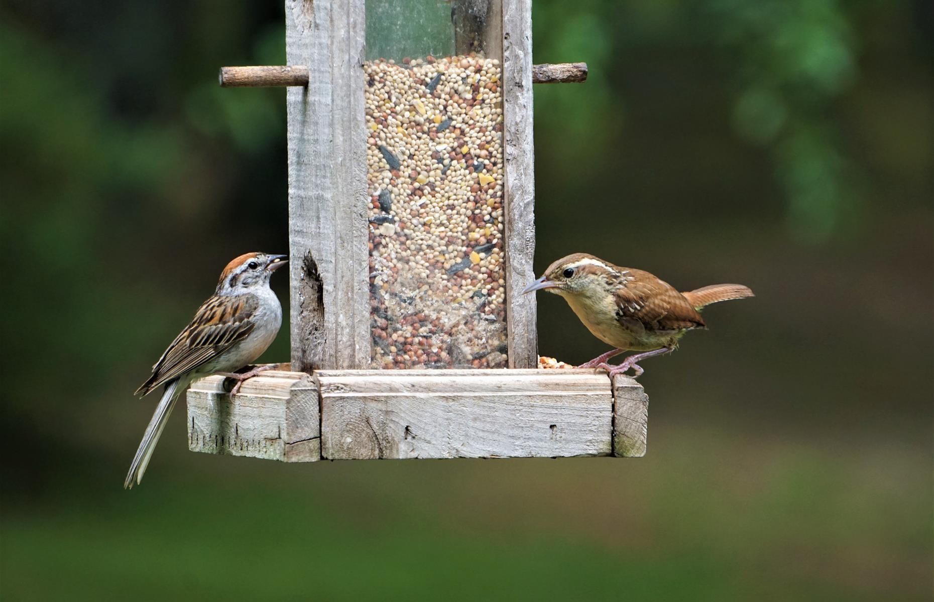 Keep bird food dry