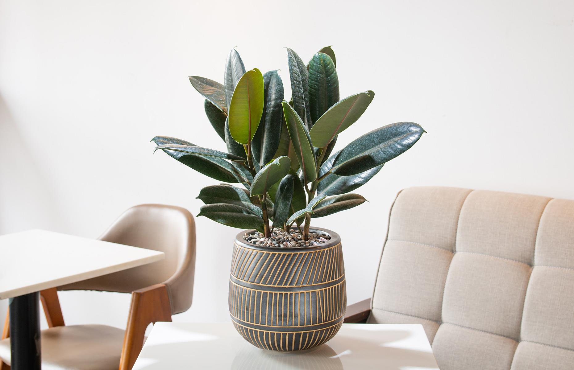 Ficus Elastica