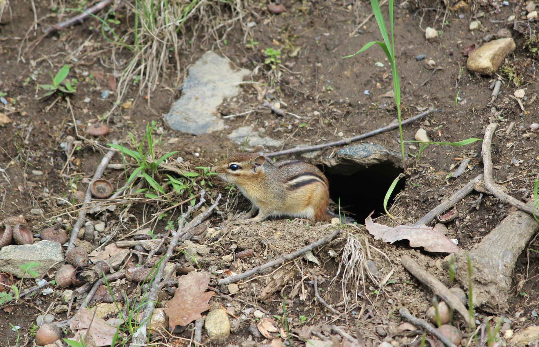 How to get rid of chipmunks legally