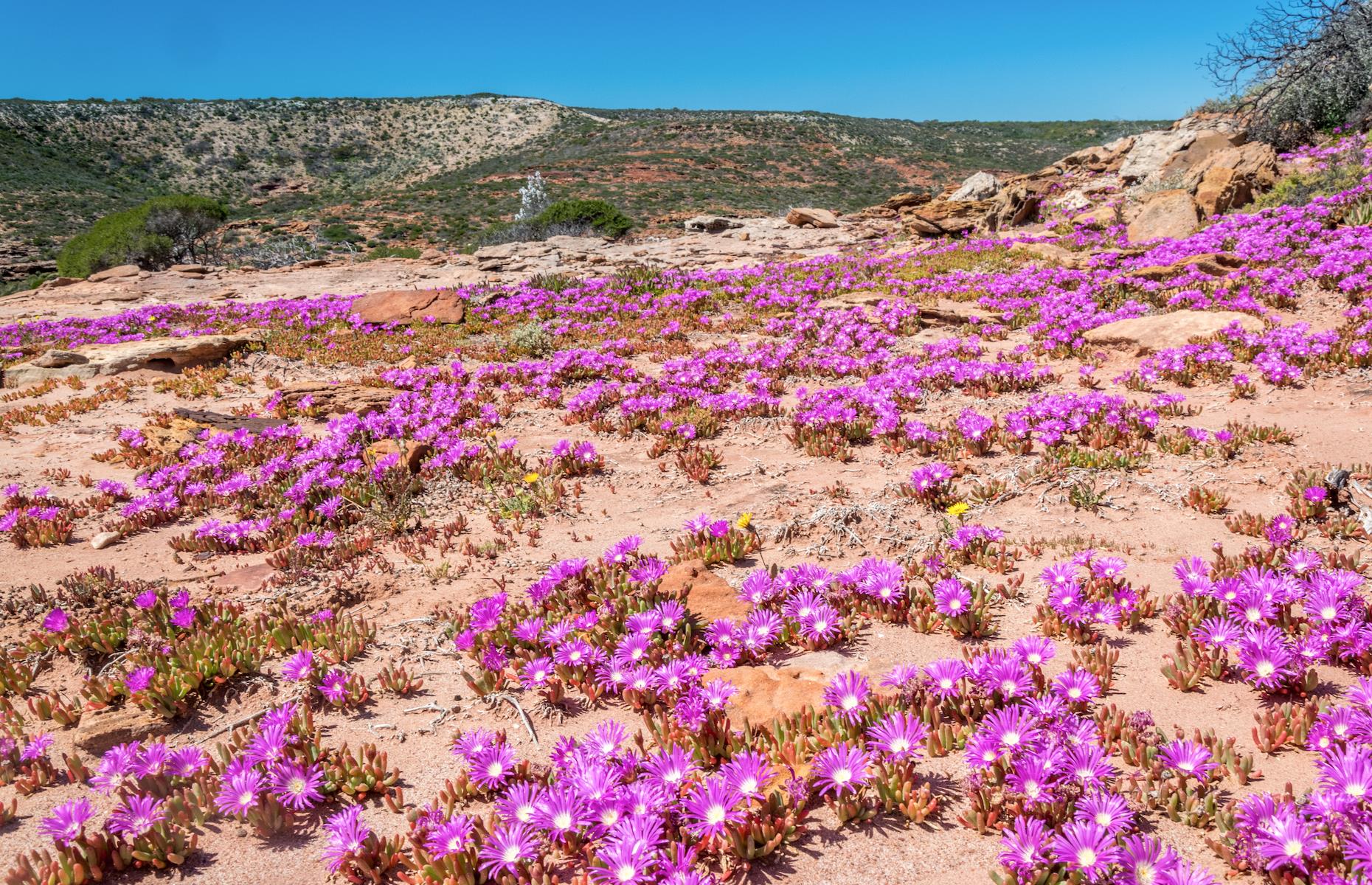 Western Australia: Dalwallinu to Geraldton