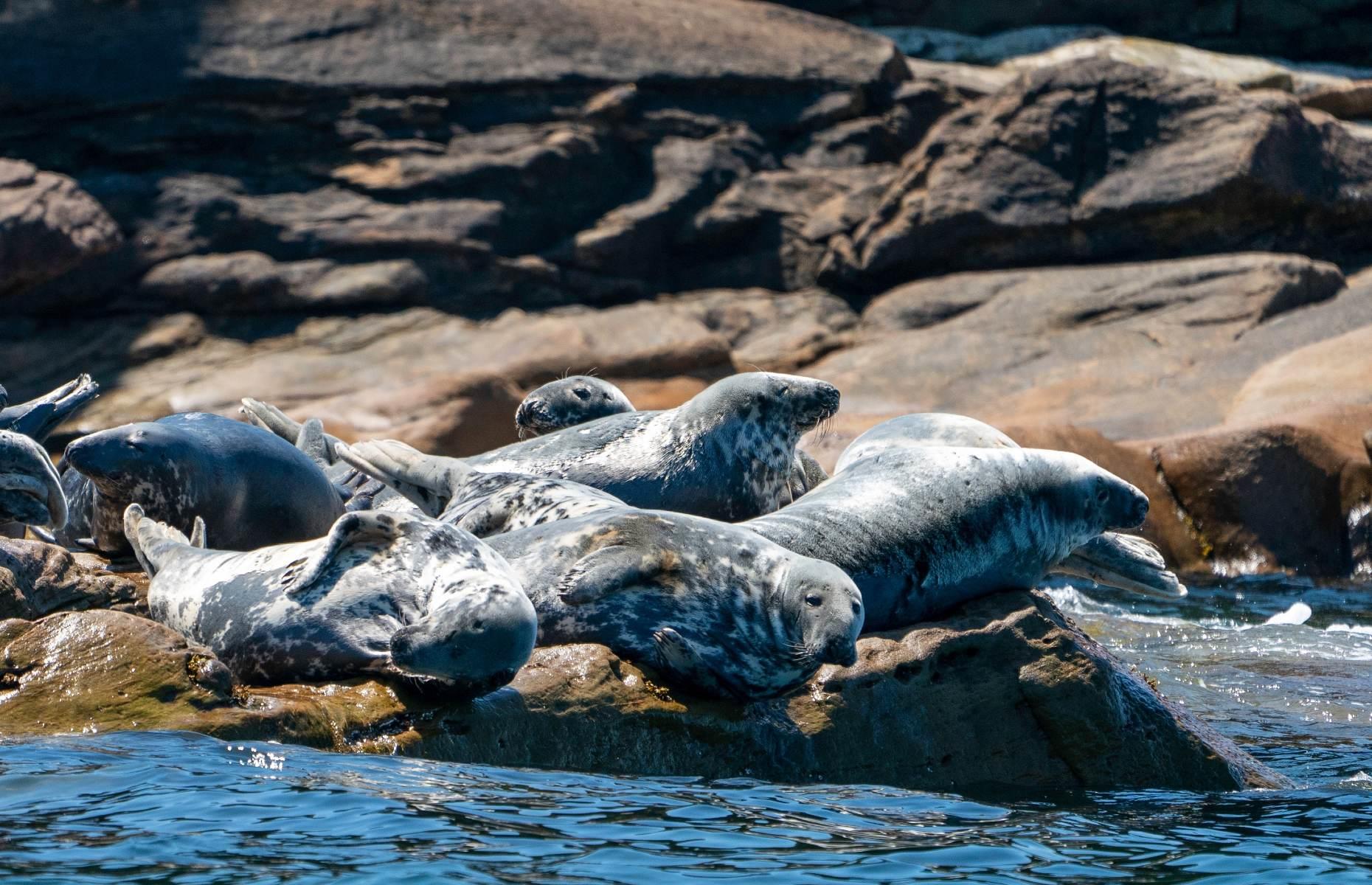 Spot seals and seabirds, various, Nova Scotia