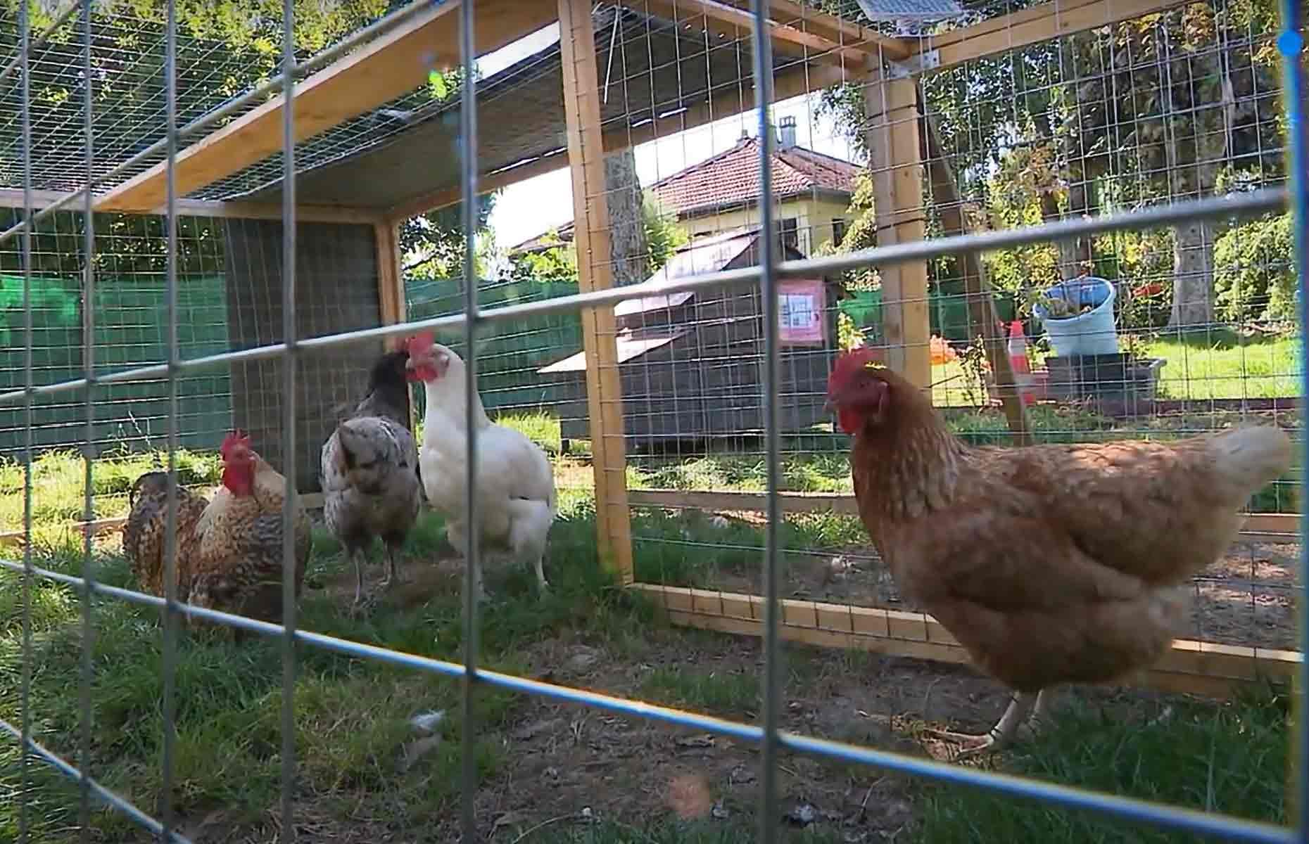 Ruffled residents take action against rowdy roosters
