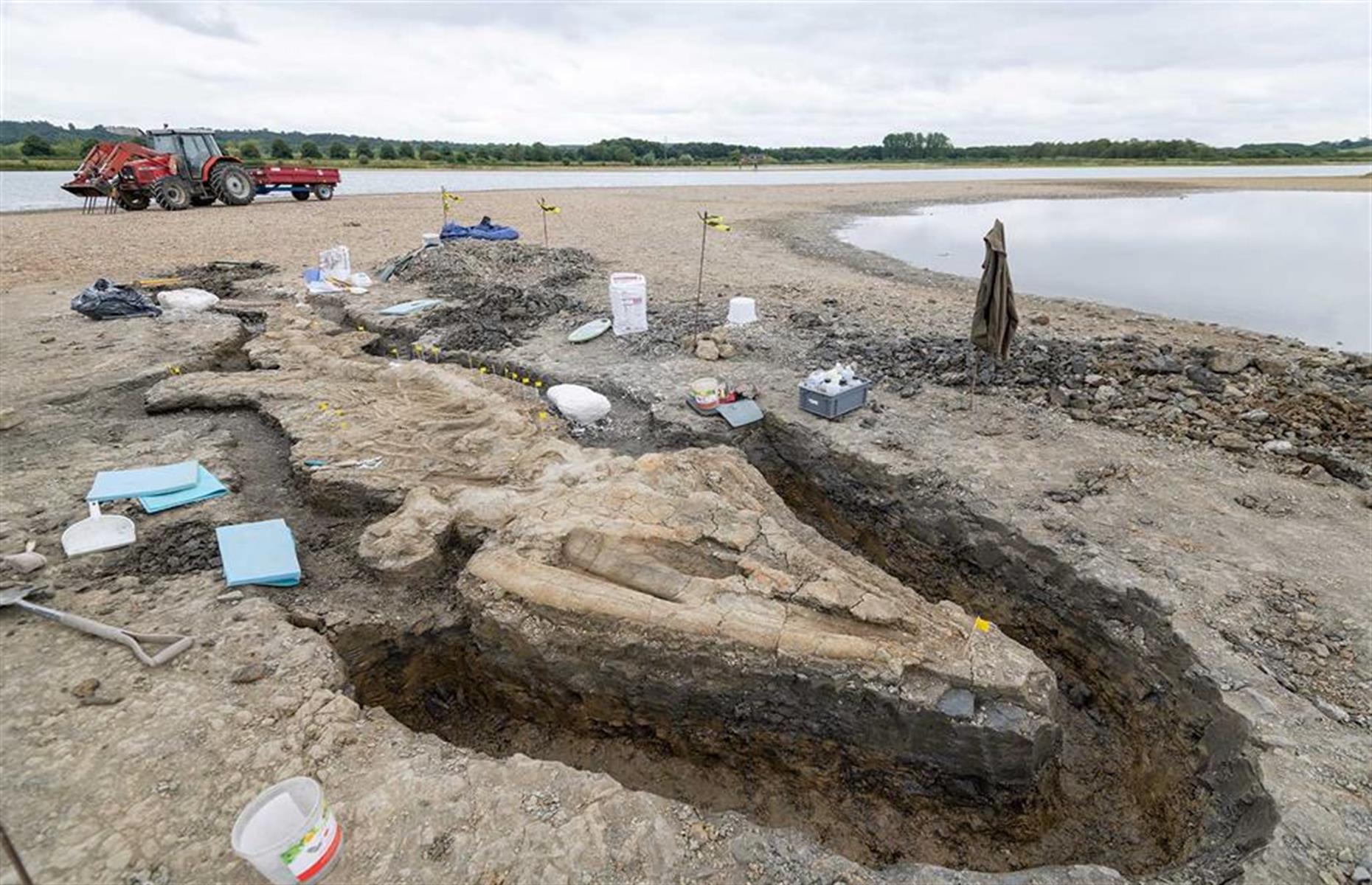 Fossil eines Seedrachen, England