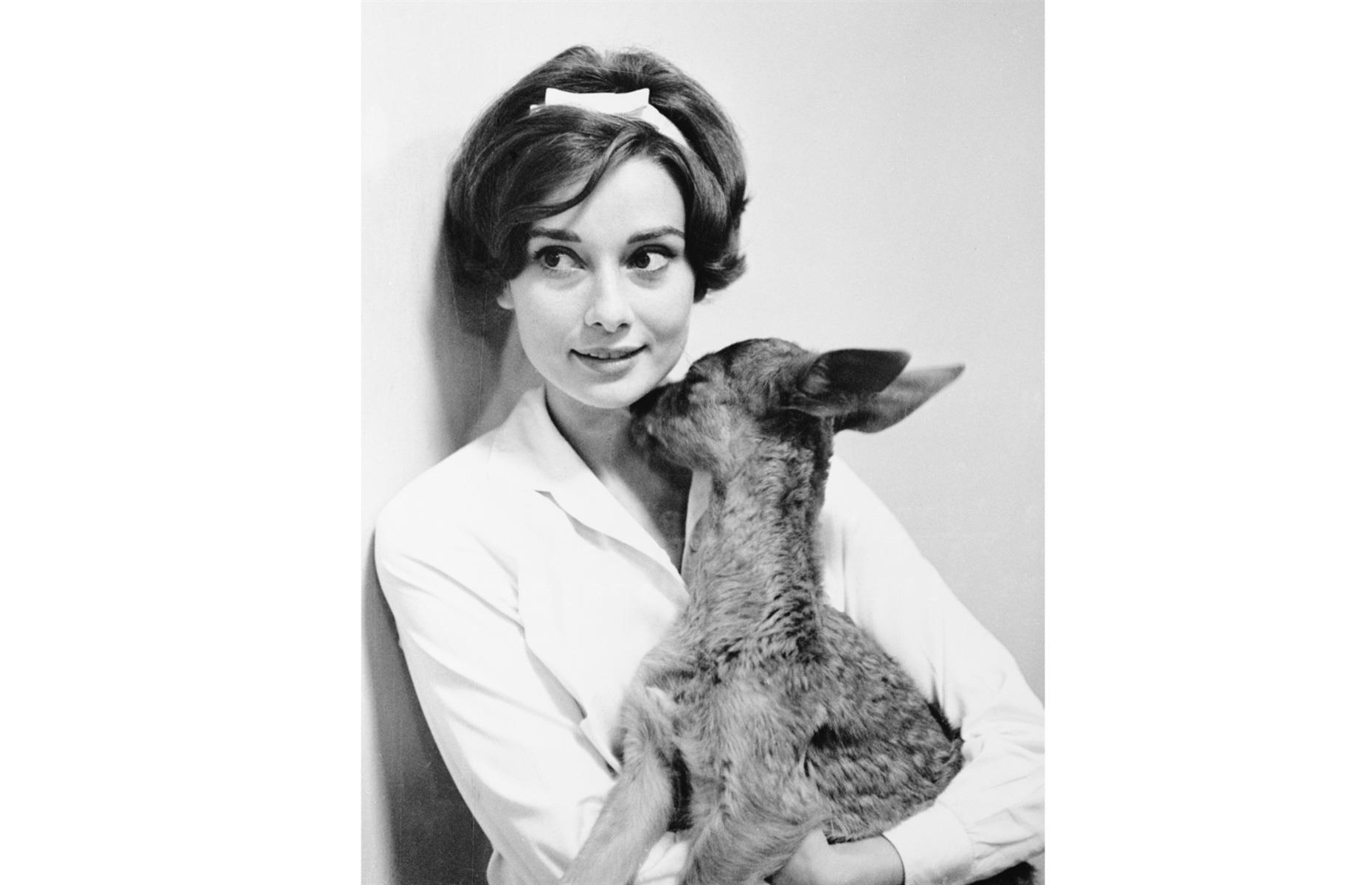 1958: Audrey Hepburn at home with Pippin the fawn