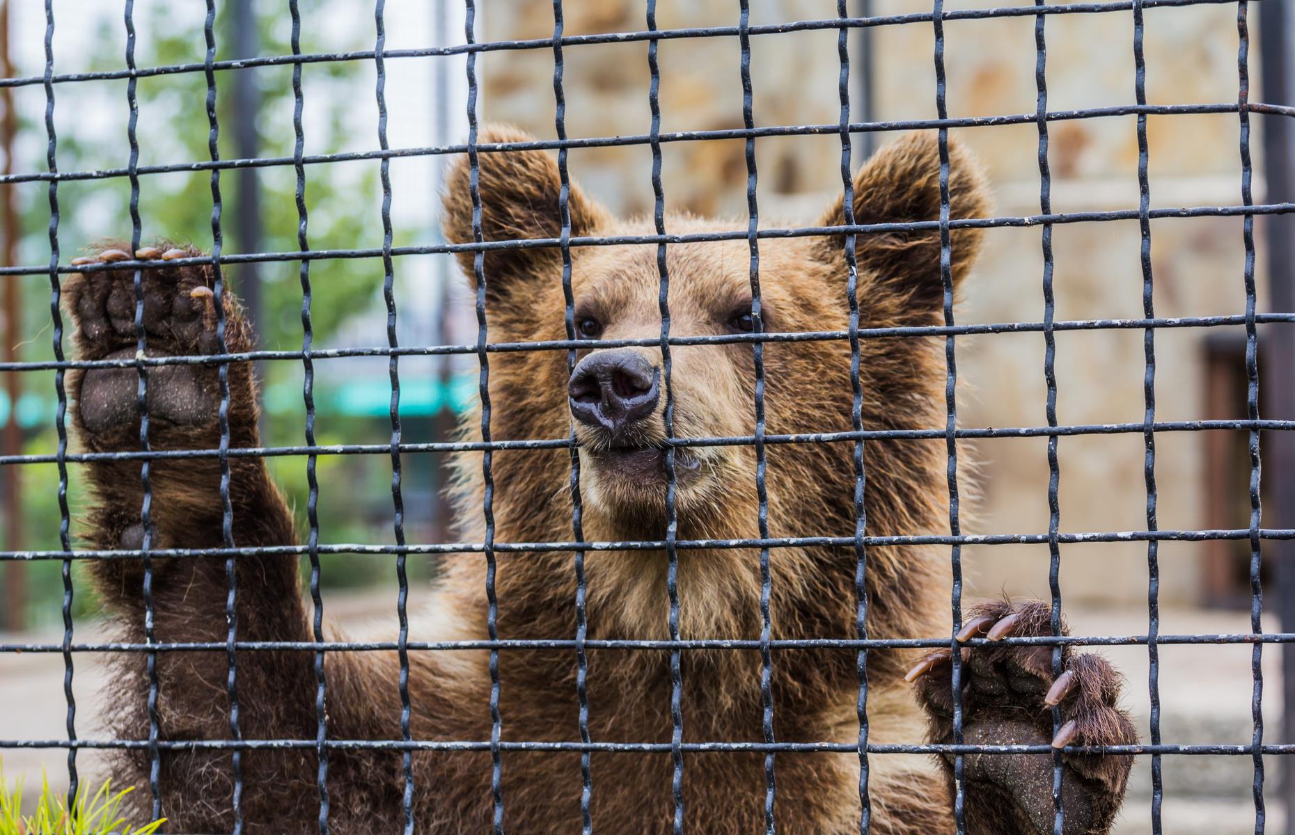в мире животных ферма. накорми жирафа. хвост обезьяны. жираф фергана зоопарк. Visiting animals.