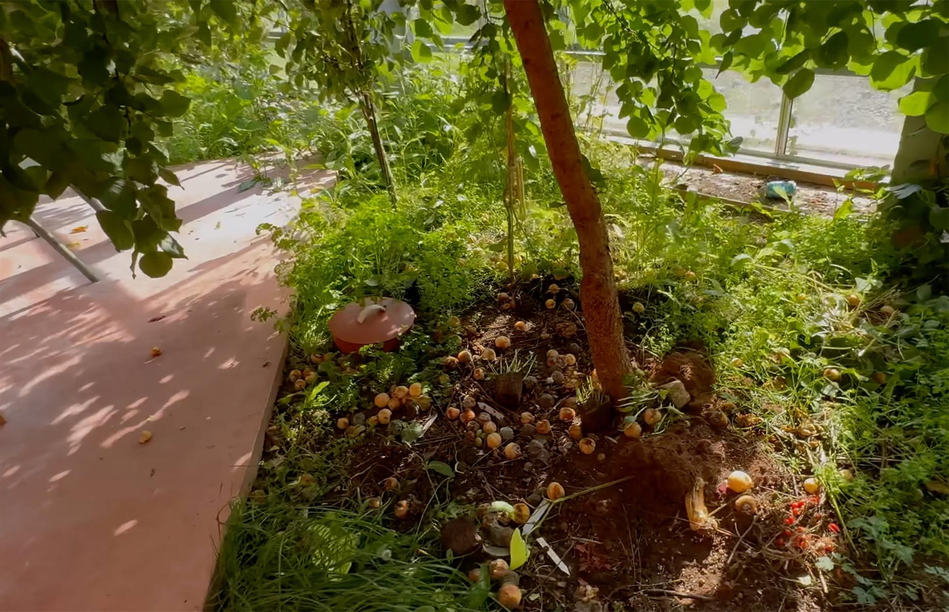 Natural compost