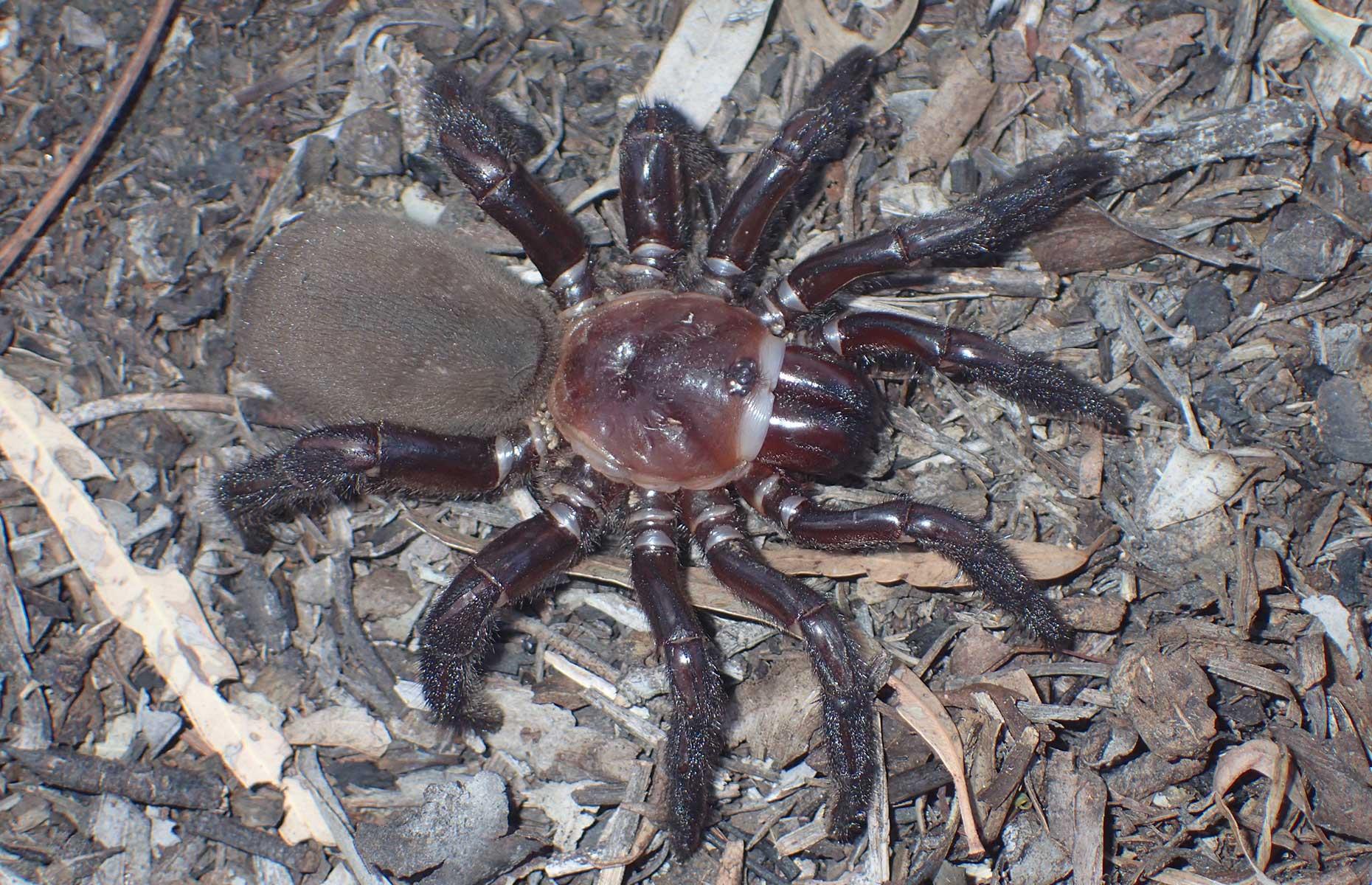 New giant spider species discovered