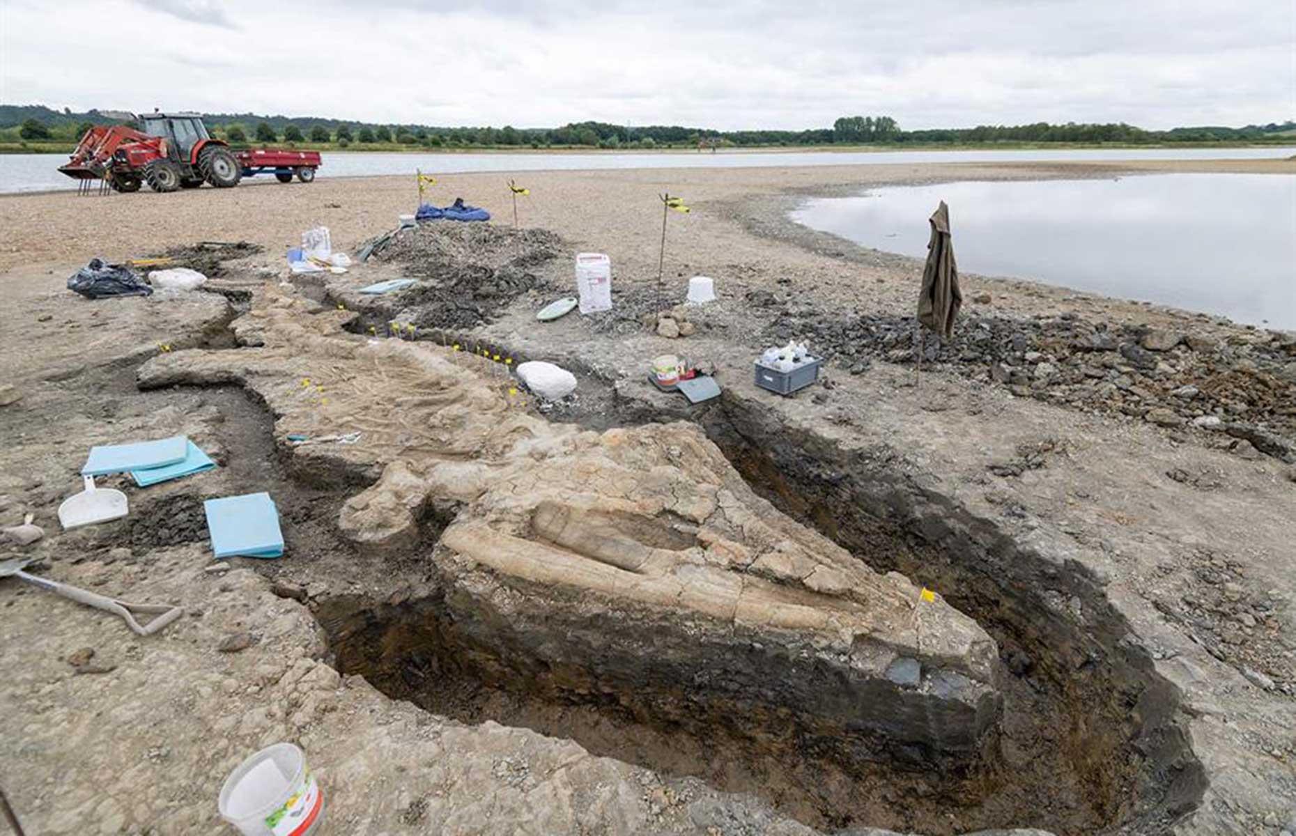 Sea dragon fossil, Rutland, England, UK 