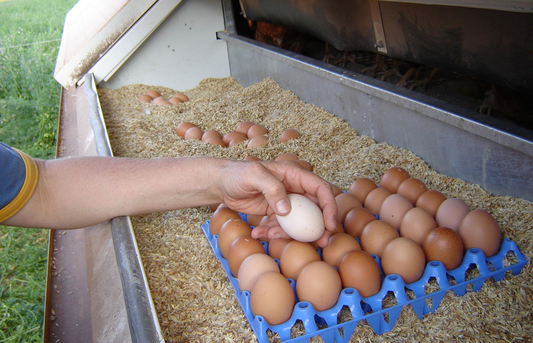 6. Chicken eggs