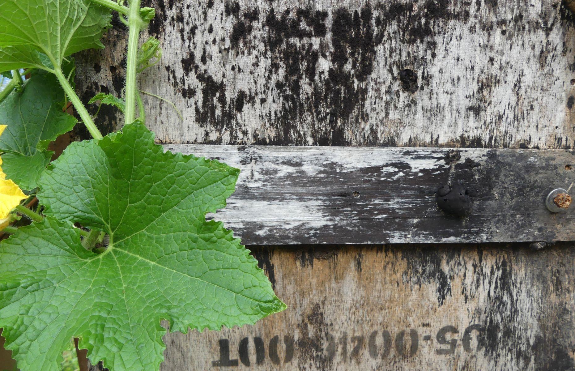 What is mould?