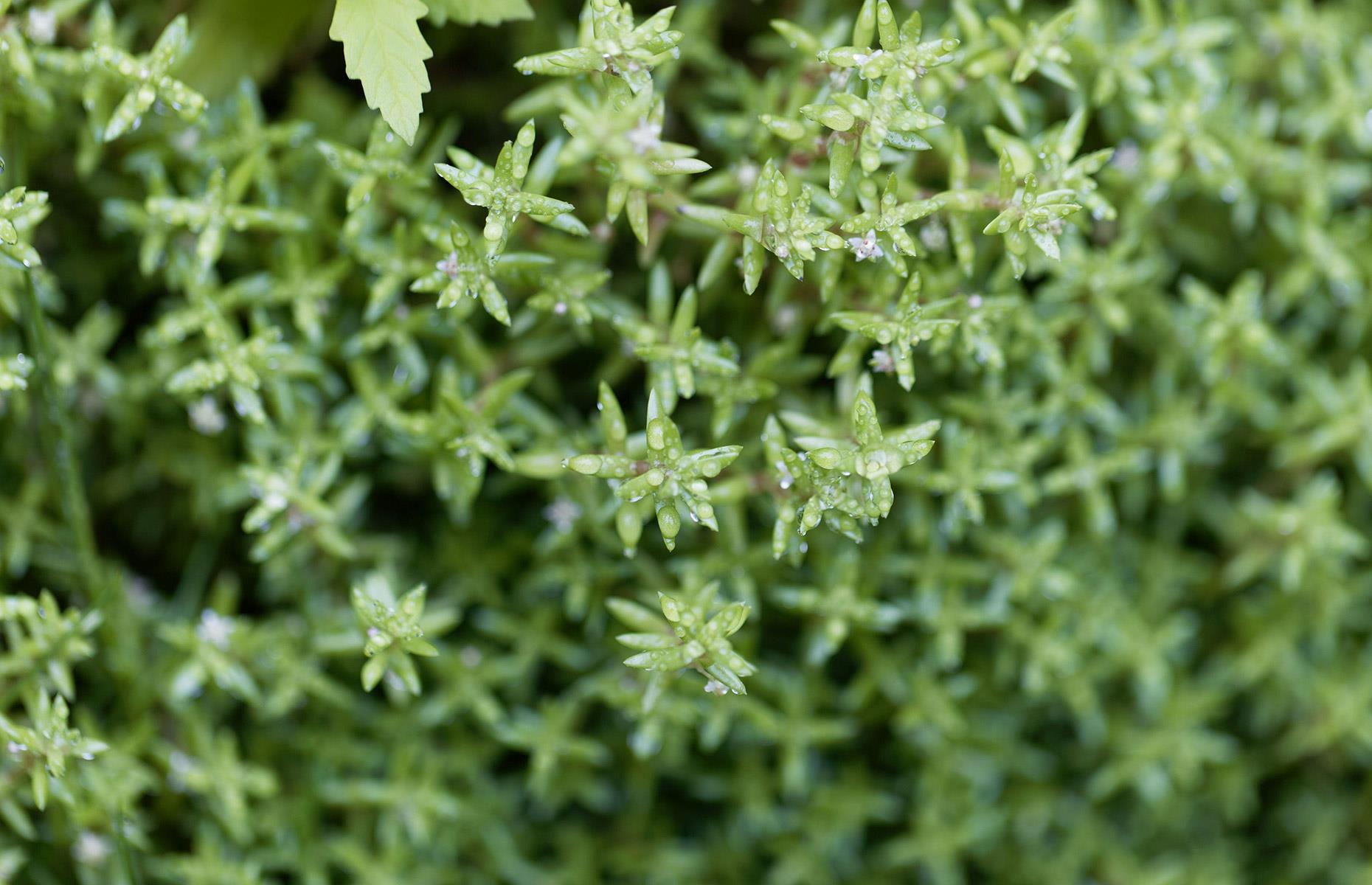 How to stop New Zealand pygmyweed causing harm