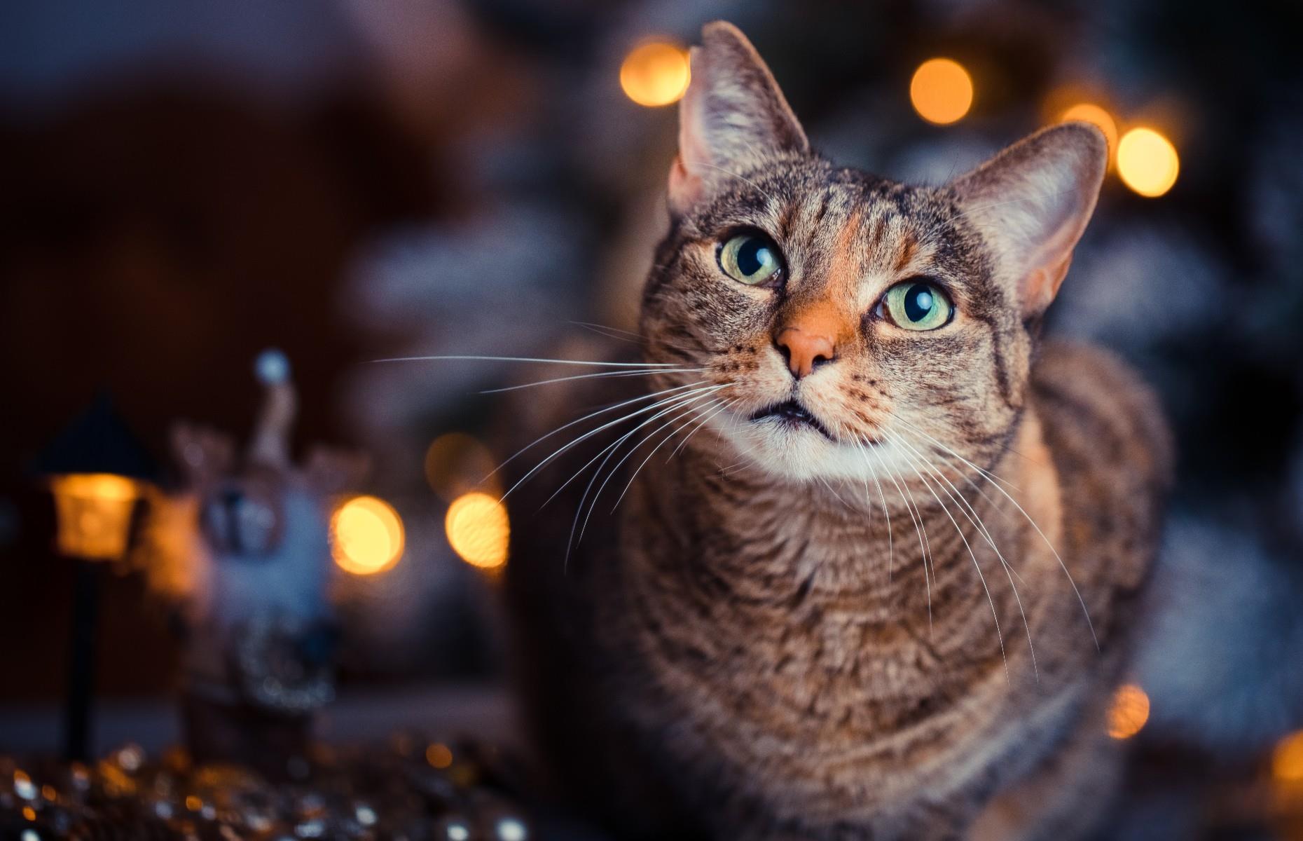A curious cat
