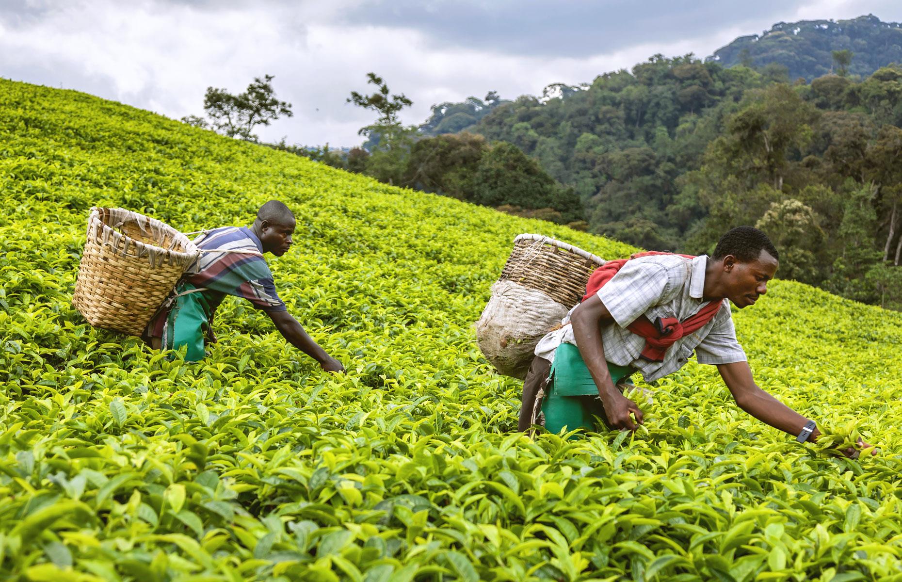 Rwanda, average annual salary: $768 (£584)