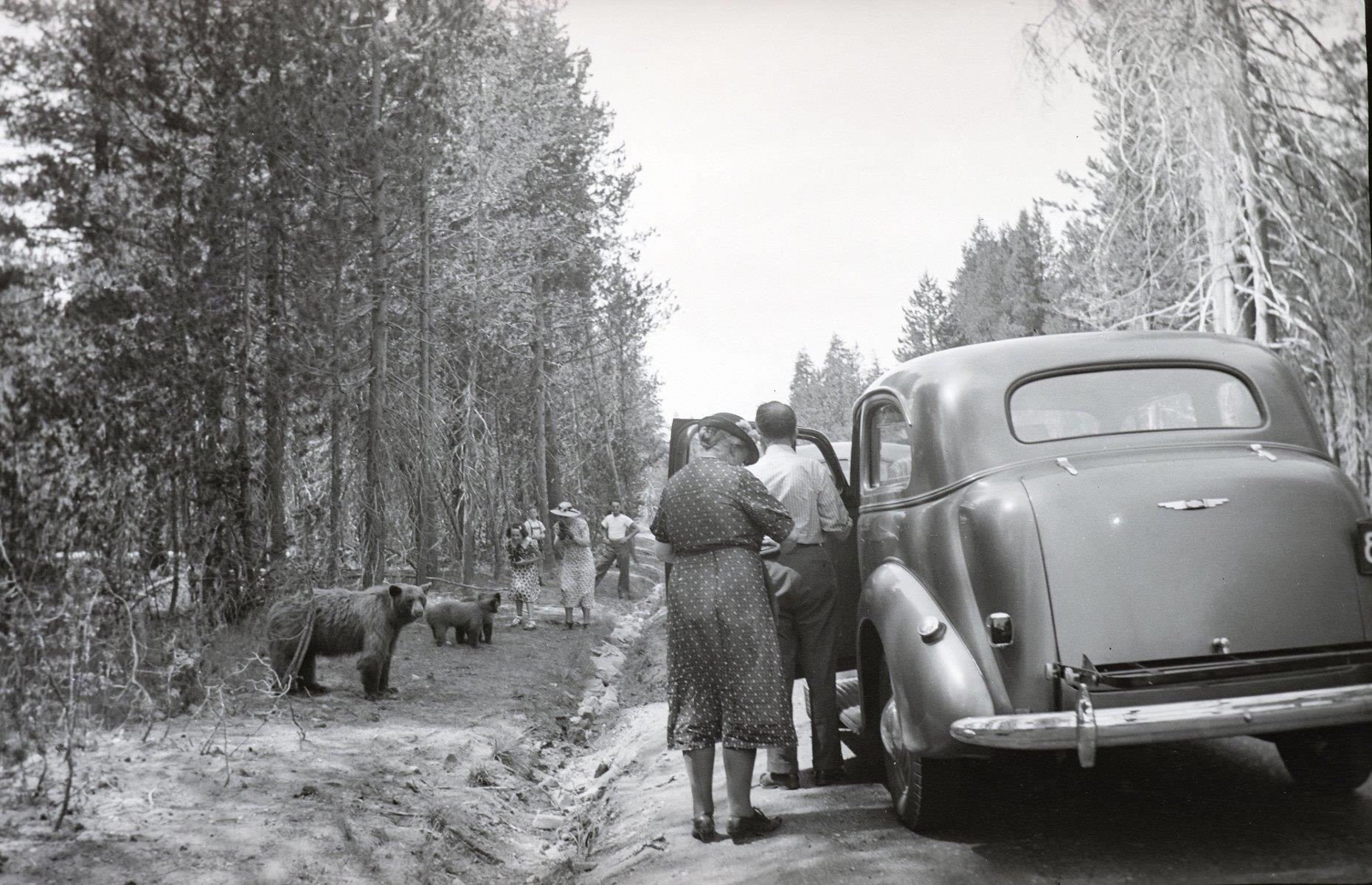 Yellowstone National Park, Wyoming, USA, 1935