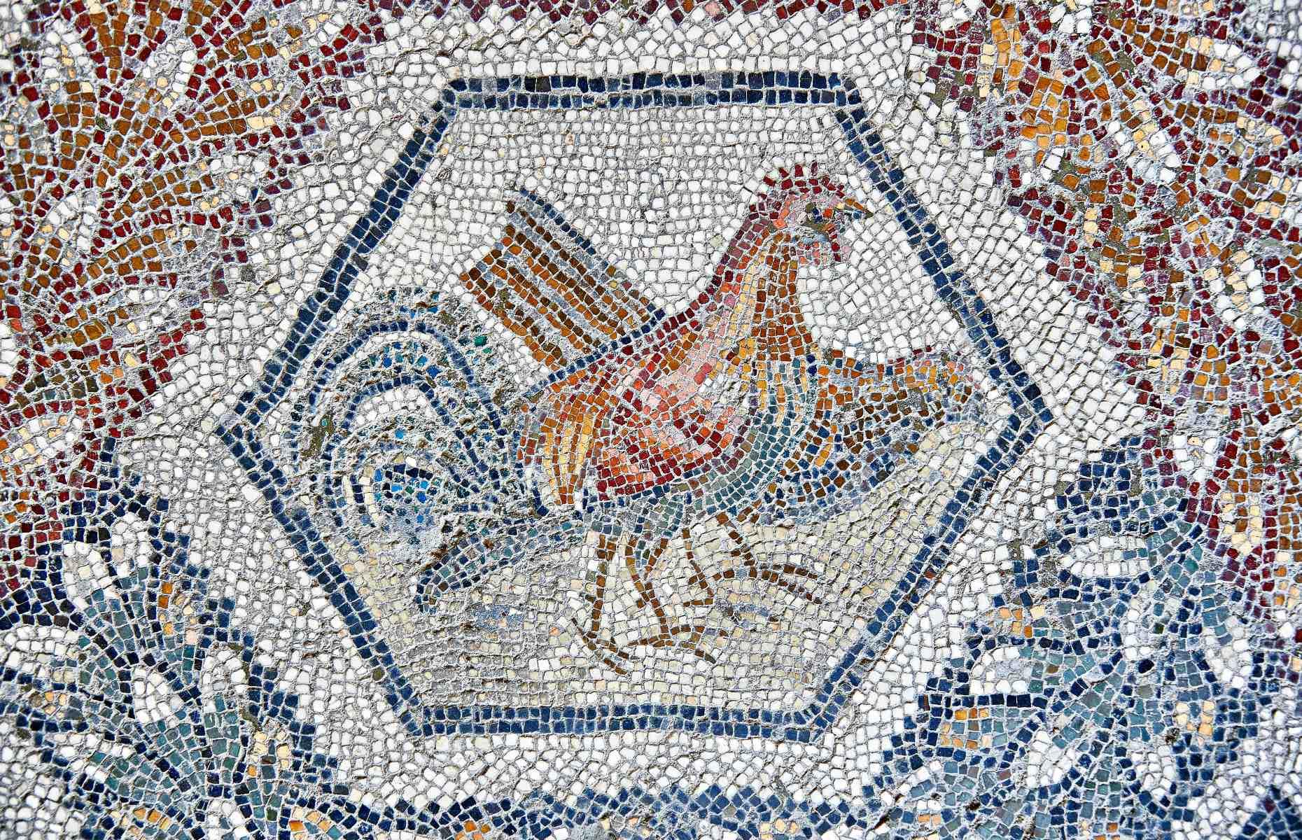 Ancient Romans used lizard fat to plump chickens