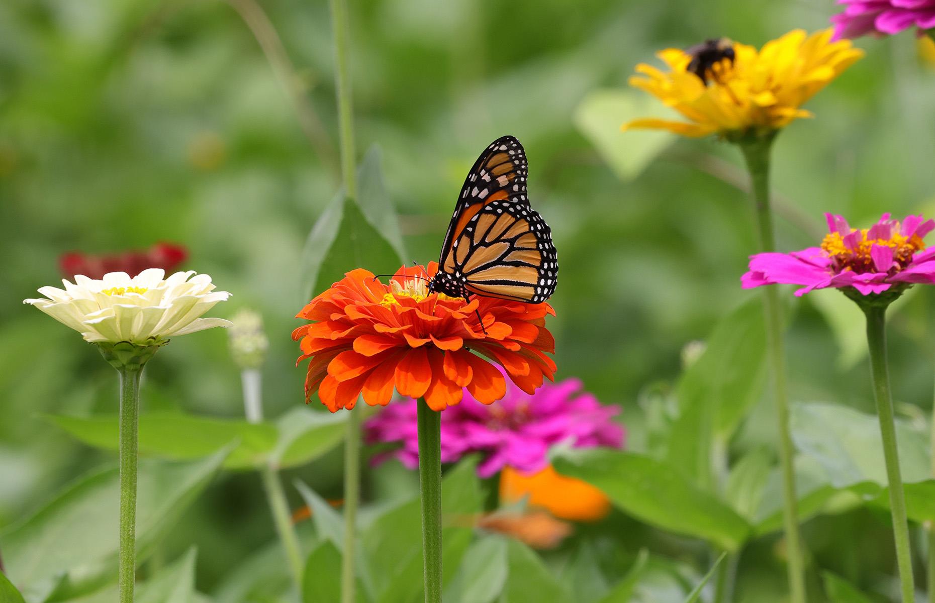 Neglecting your garden ecosystem