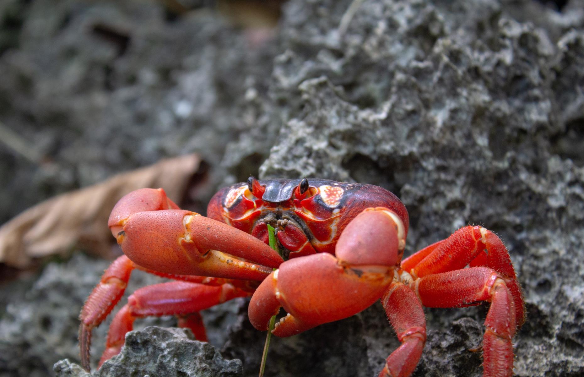 Watch red crab migration in Australia