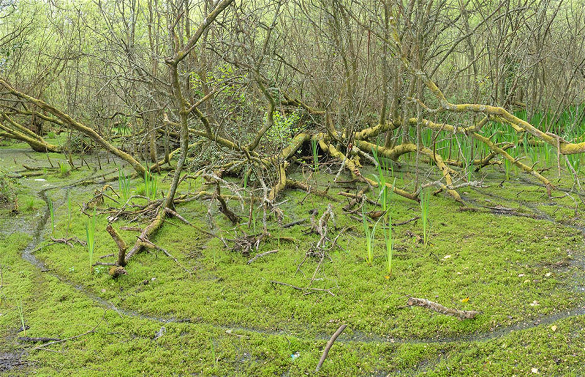 New Zealand pygmyweed treatment