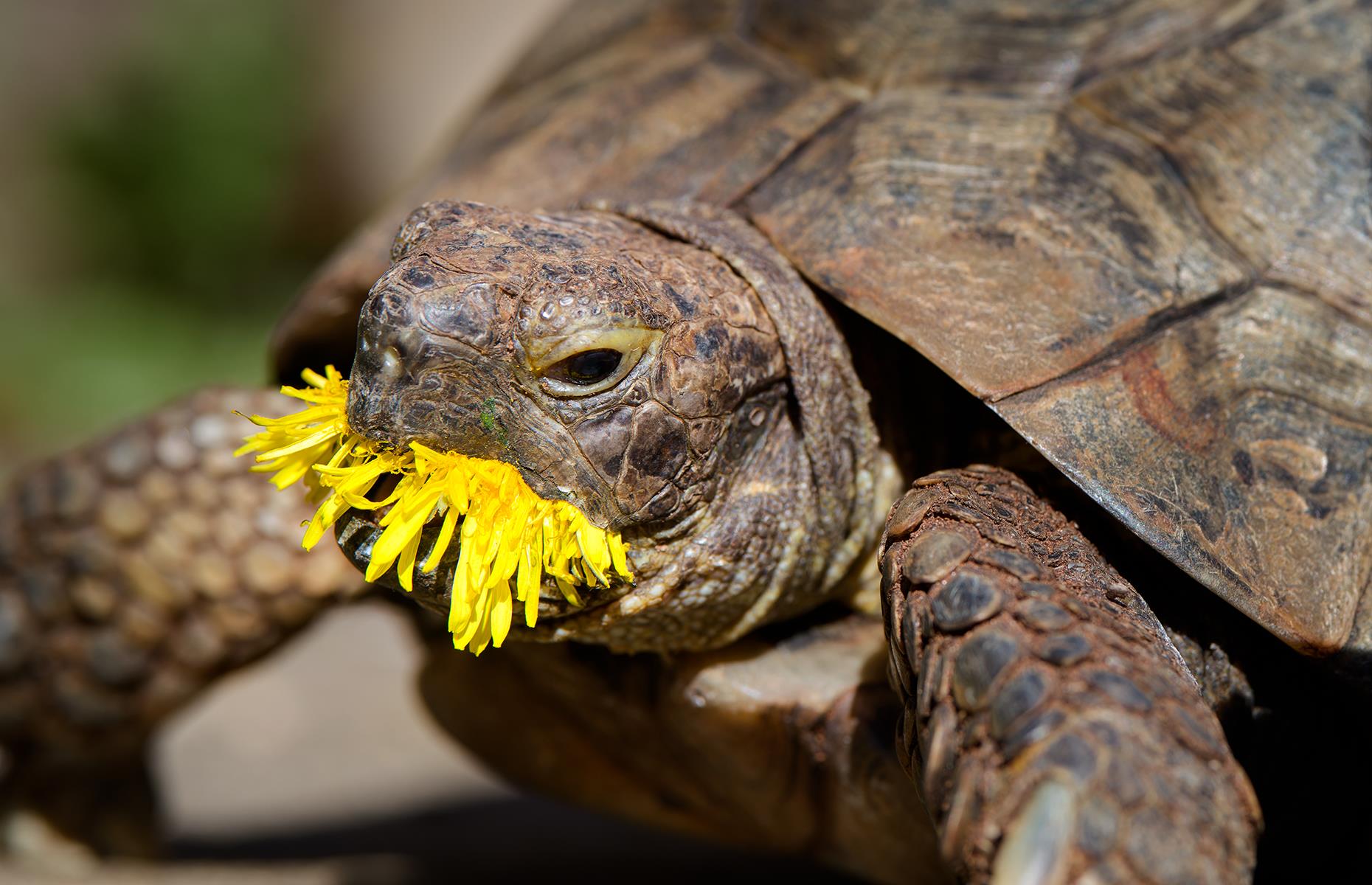Edgar's dandelion