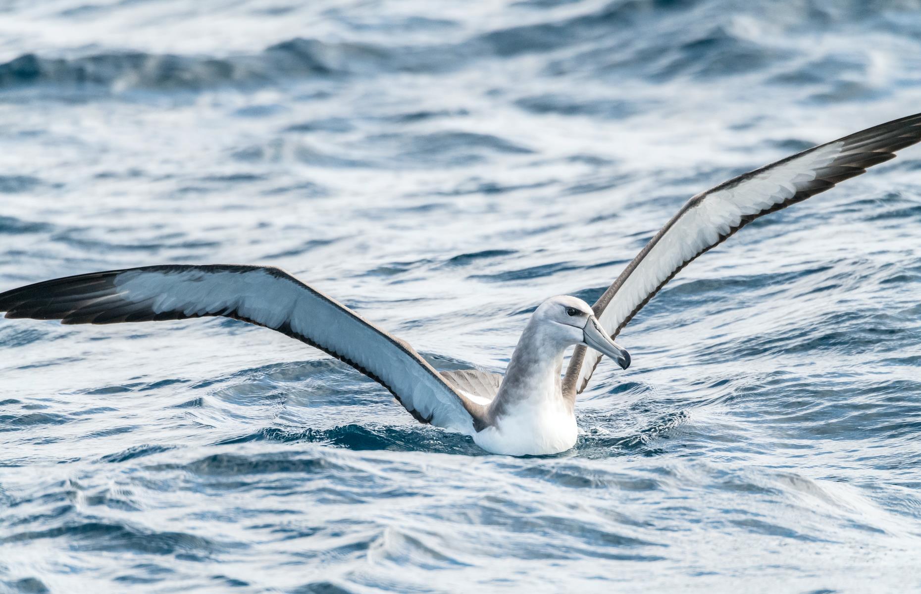 Albatross Island, Tasmania 