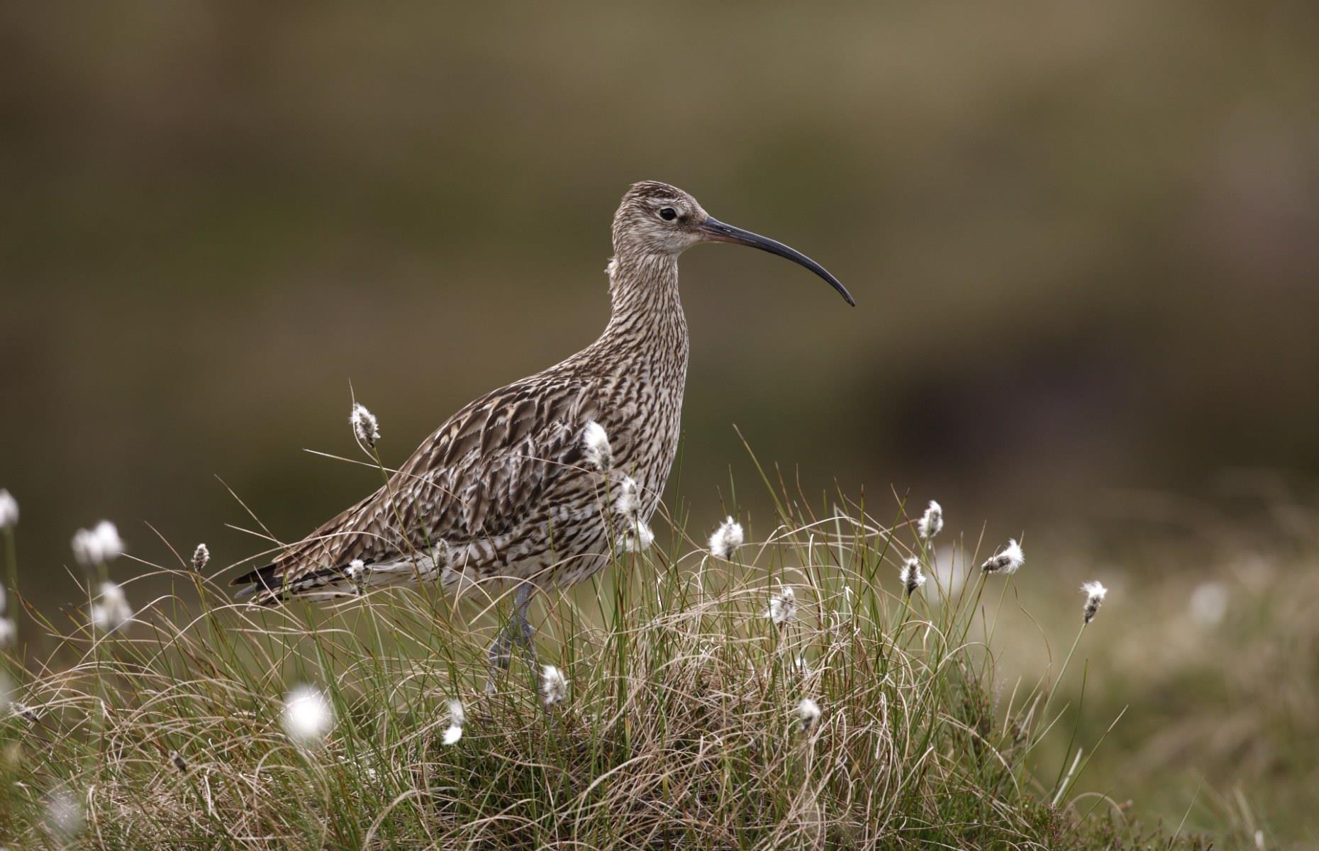 Curlews and peatlands to be protected in Wales