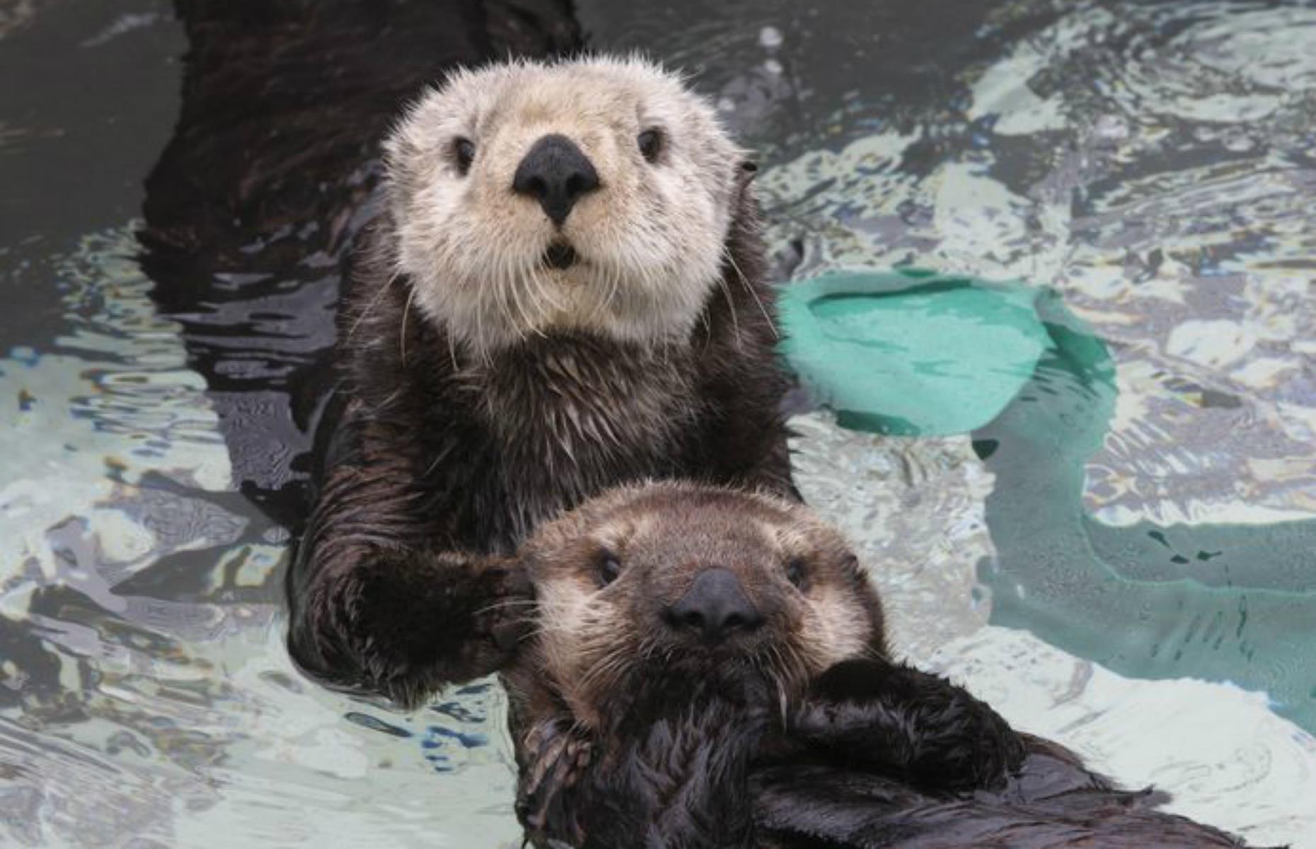 Monterey Bay Aquarium, Monterey, California