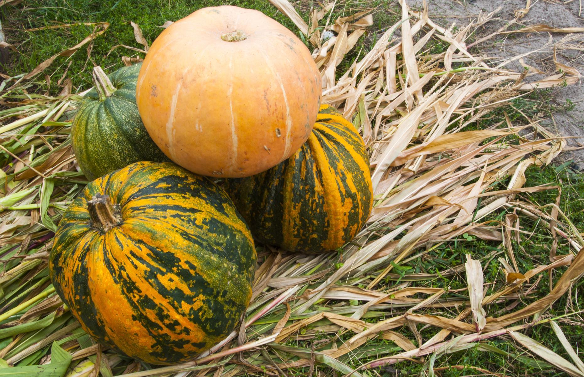 Pick your own pumpkin, Chester, England
