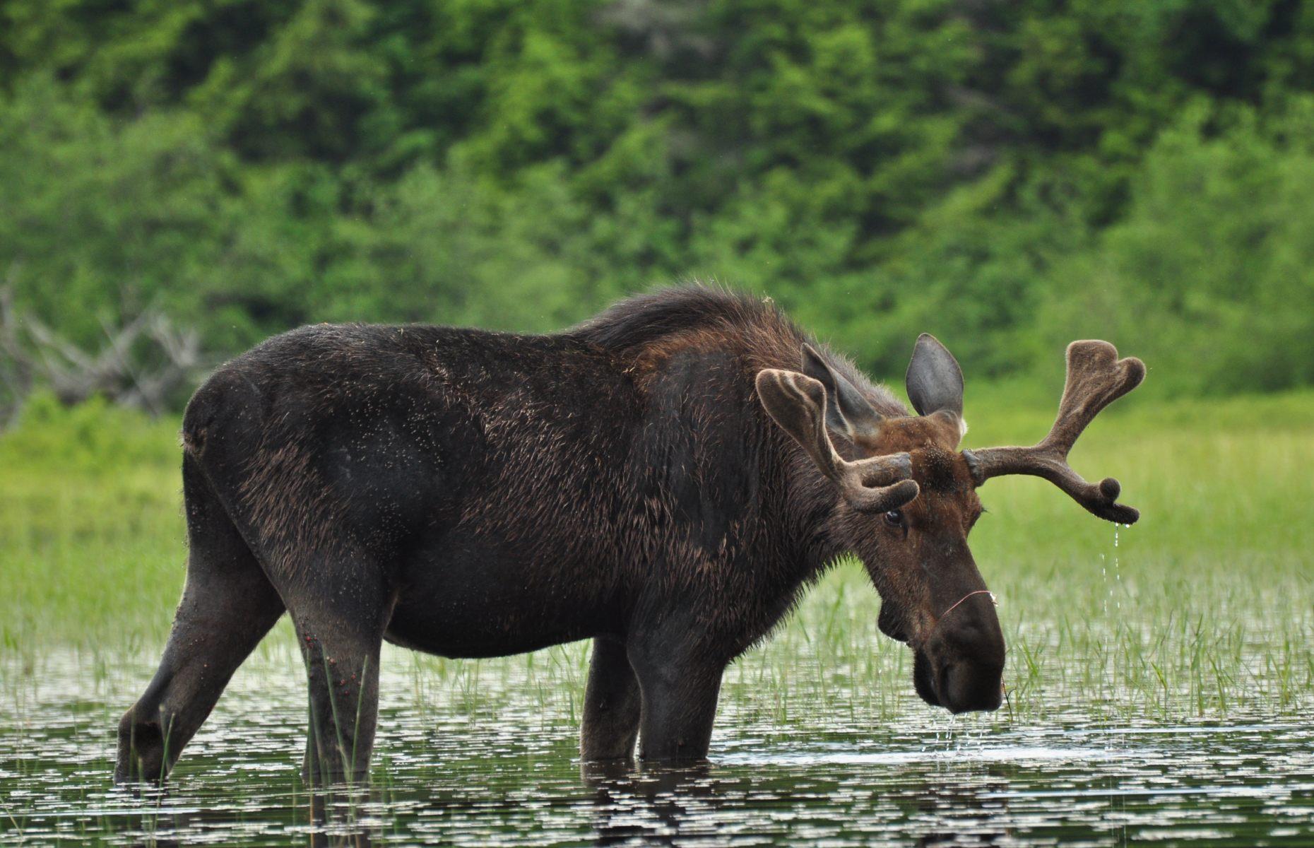 Mooch for moose, Algonquin Provincial Park, Ontario