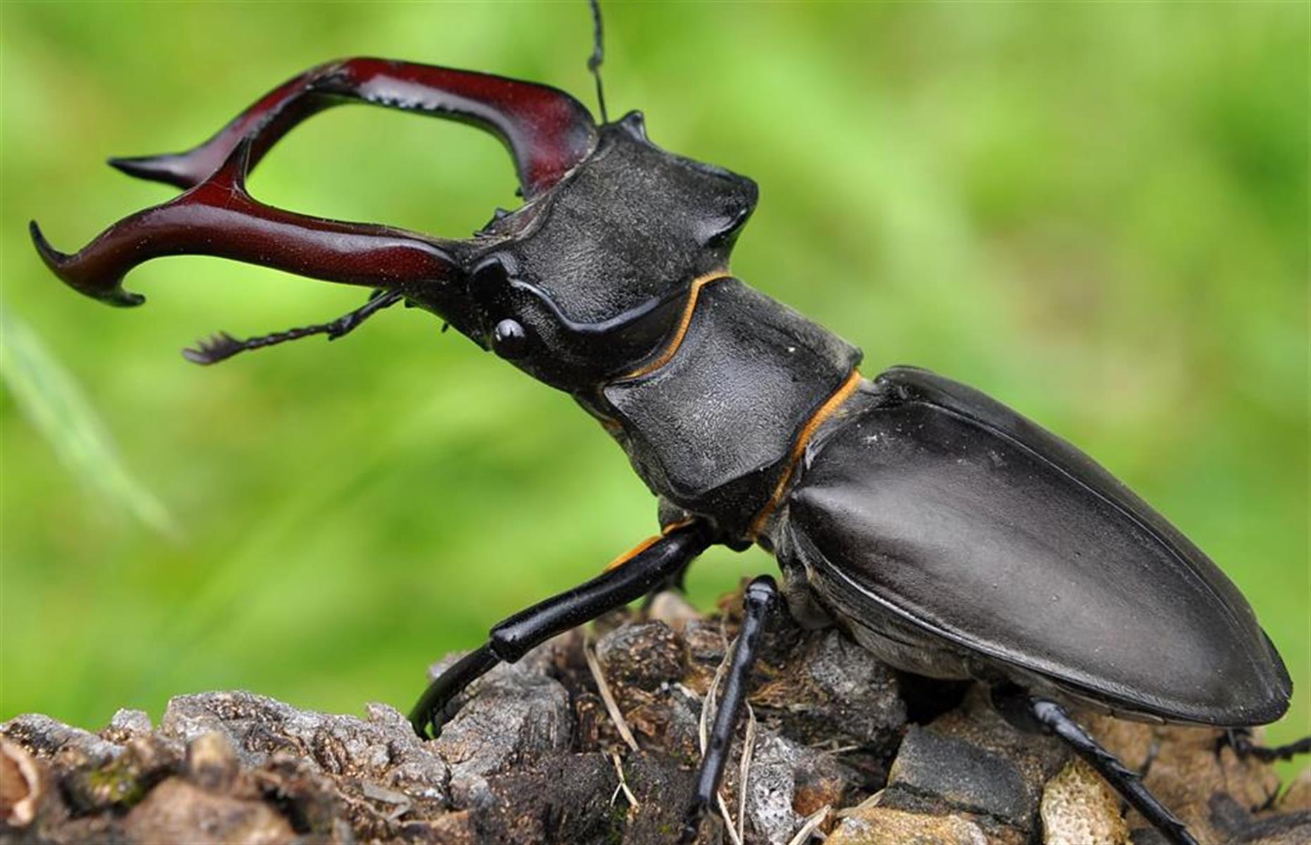 Ces animaux qui ont couté les yeux de la tête