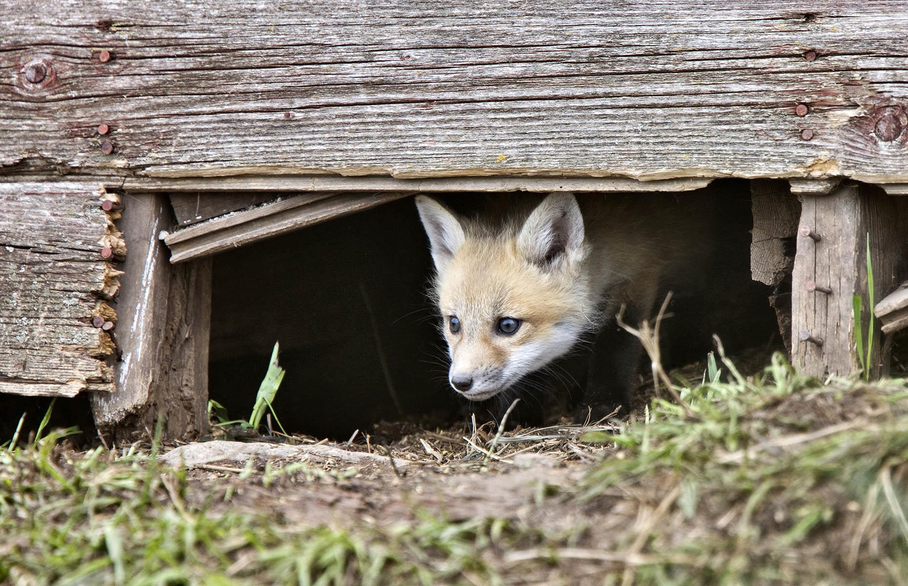 Garden pest: foxes