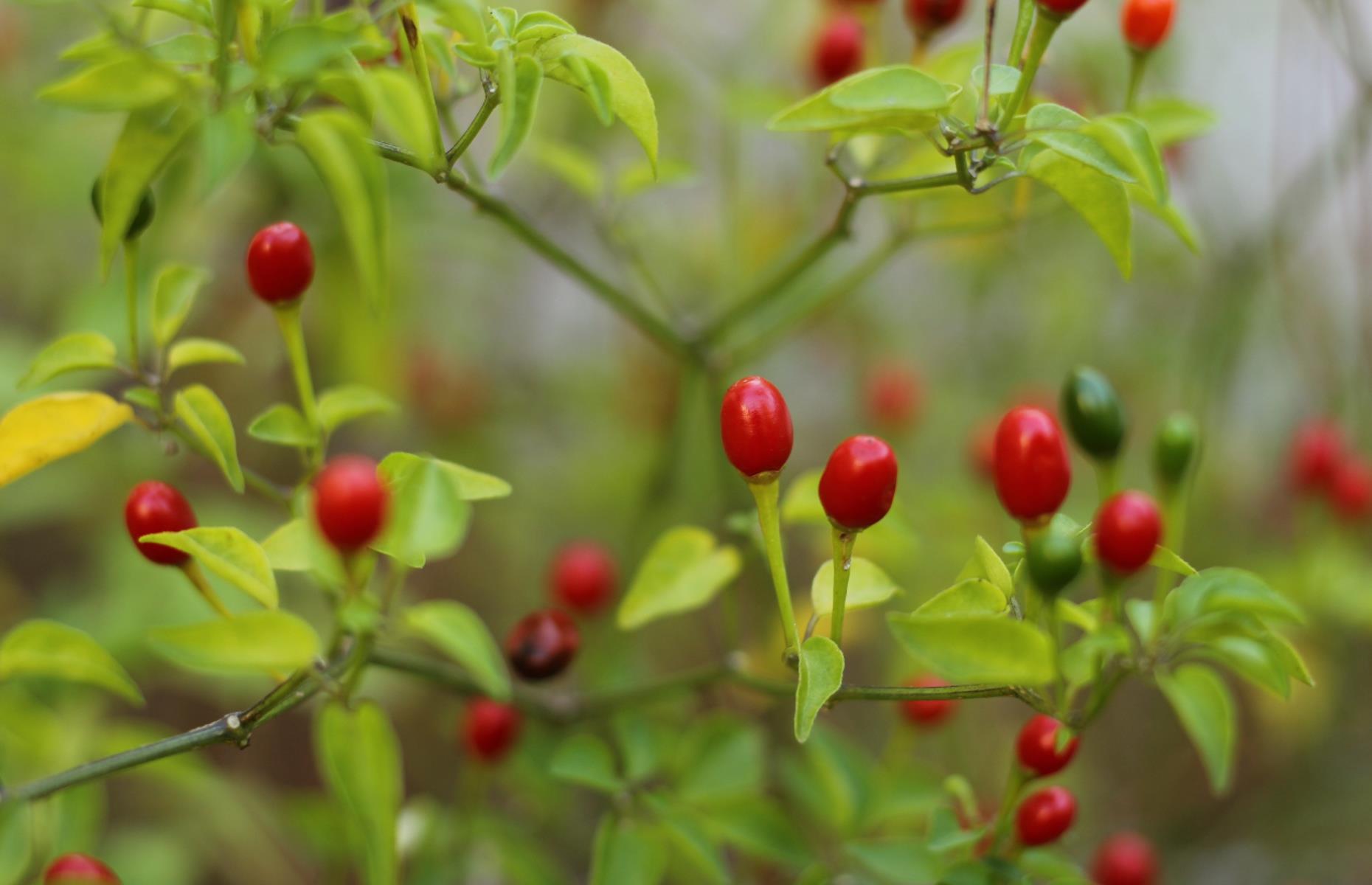 It’s home to the 'mother of all chilis'