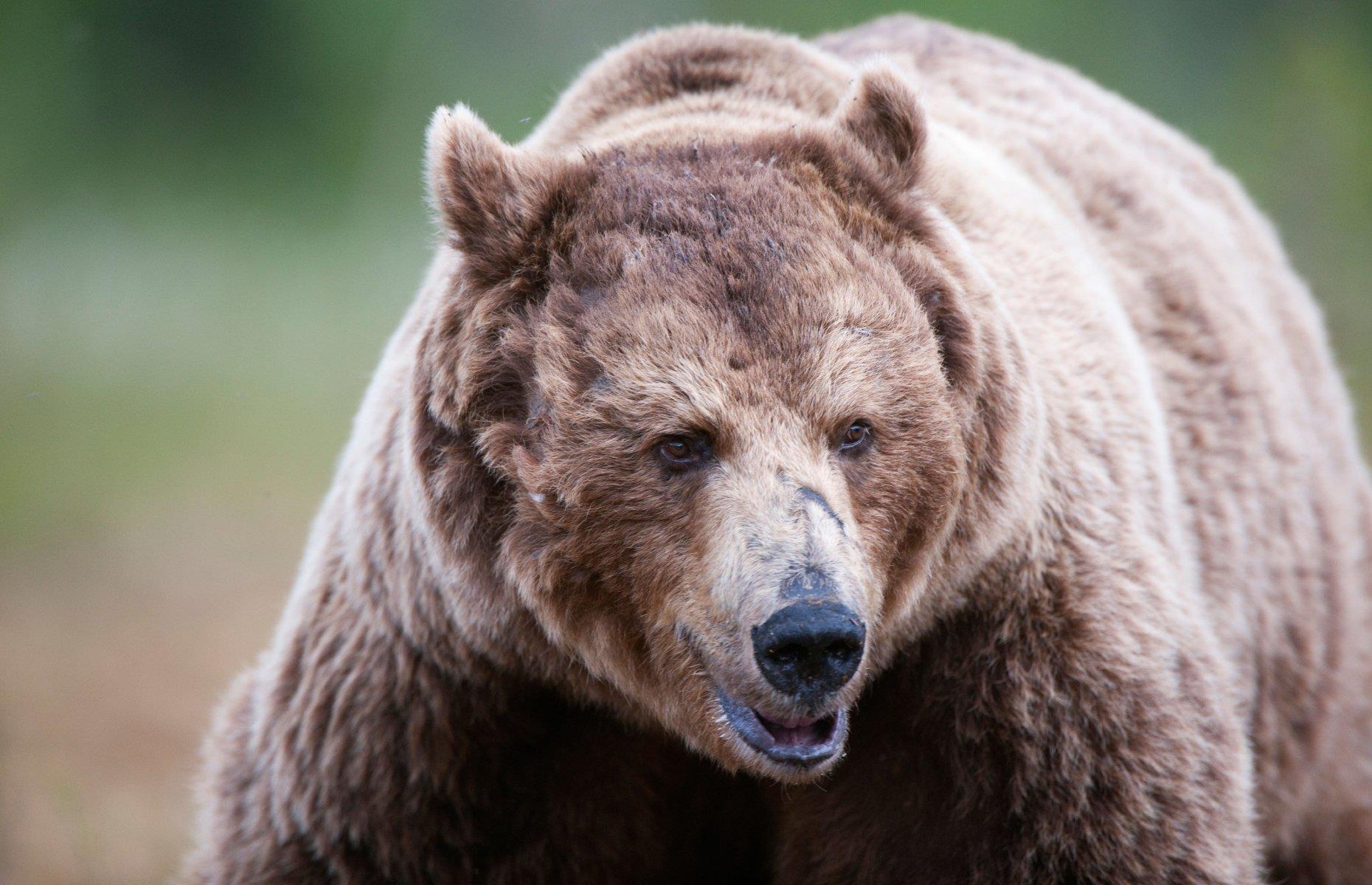 3. Eurasian brown bear