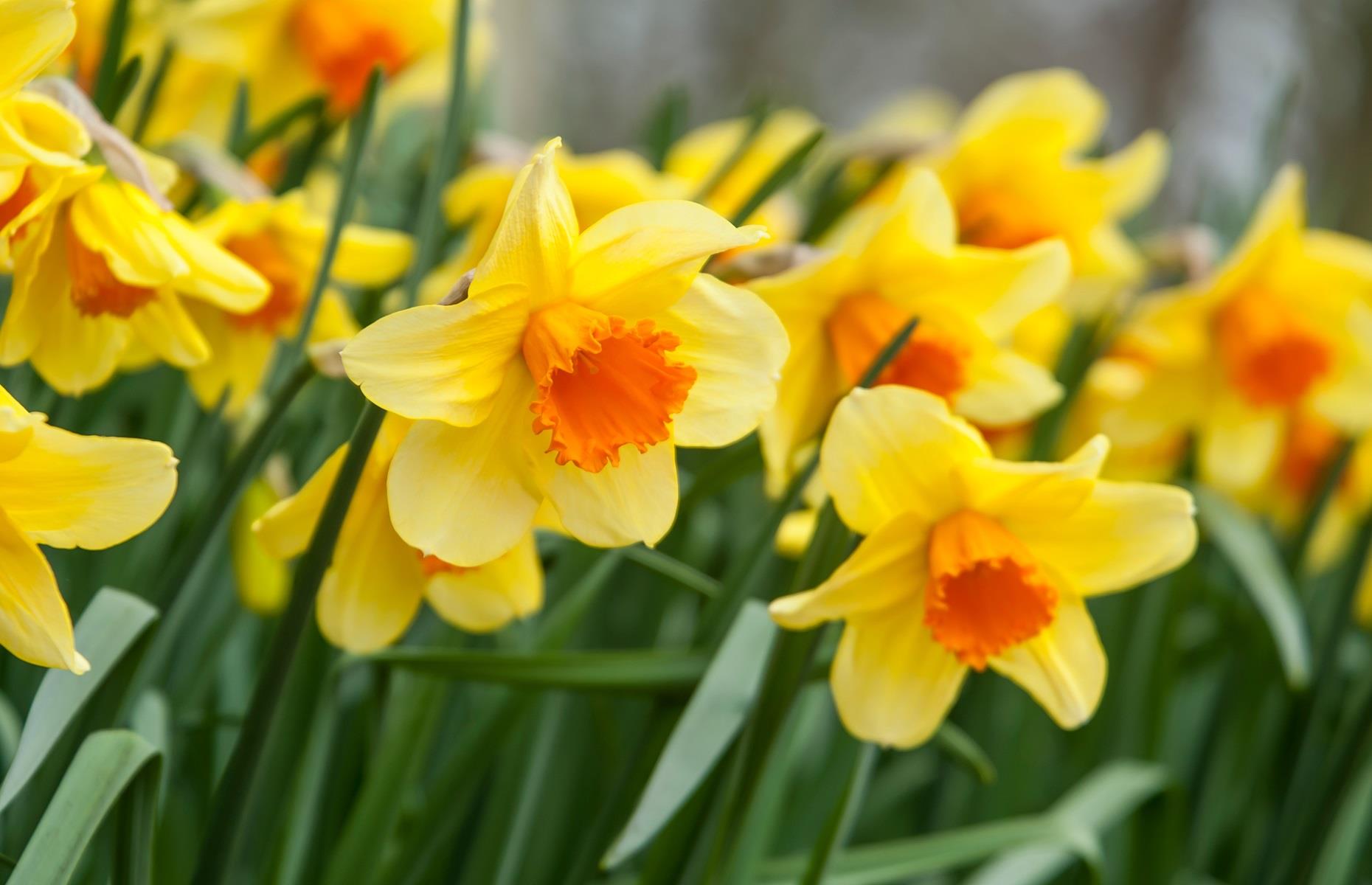 What problems can daffodils cause?